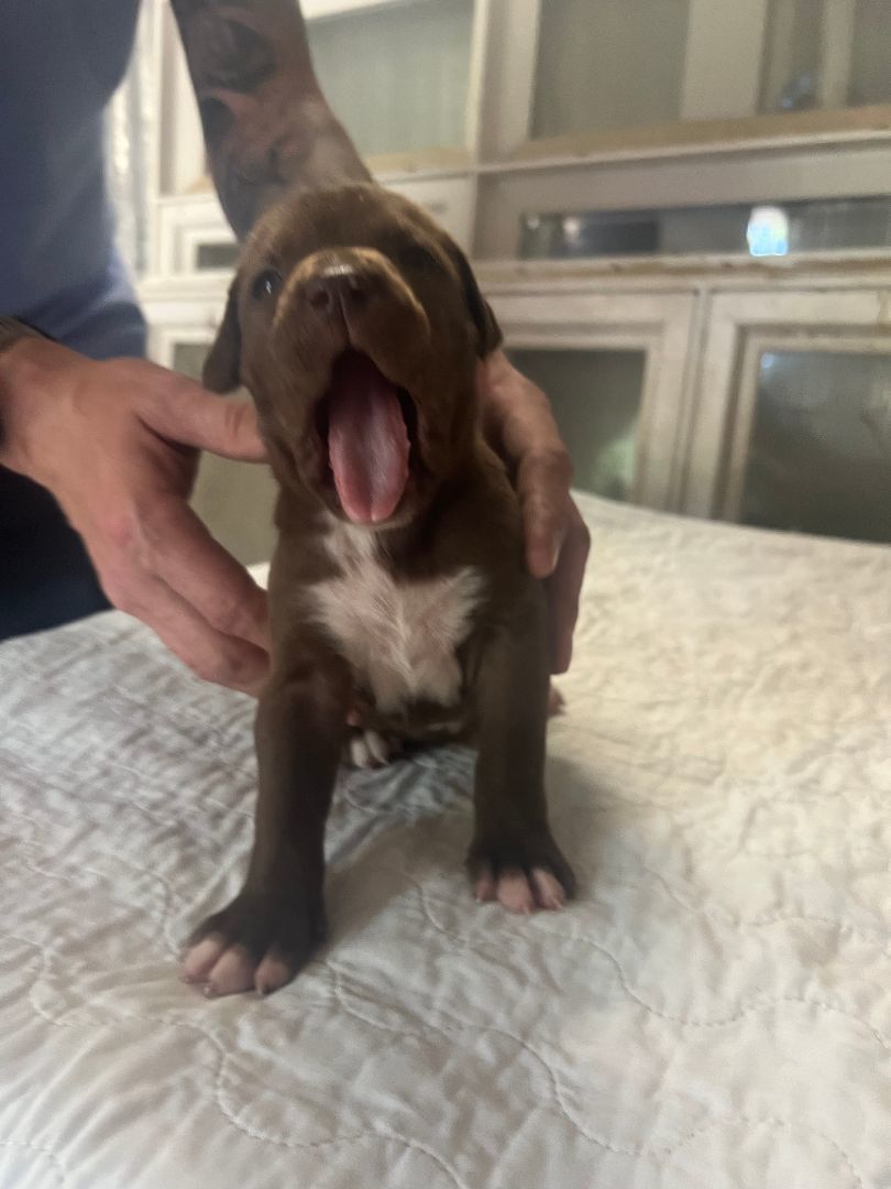 Enlarge Litter of Puppies!, a Adopted mixed breed in Bothell, WA image 5/6