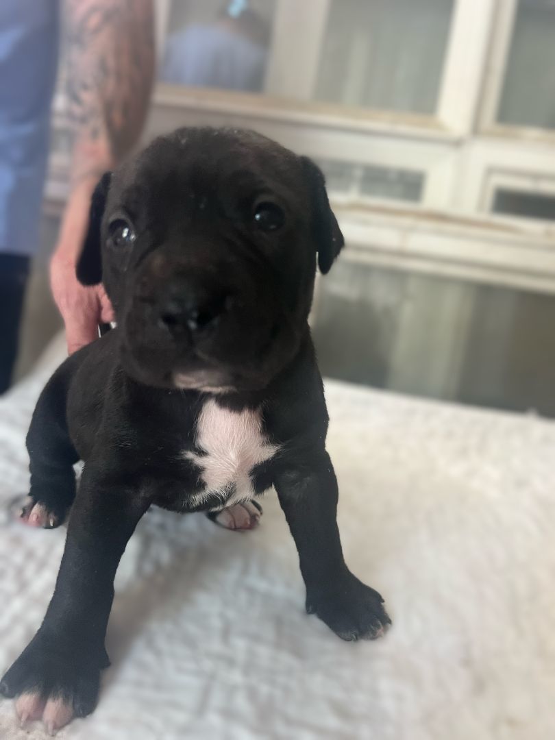 Enlarge Litter of Puppies!, a Adopted mixed breed in Bothell, WA image 6/6