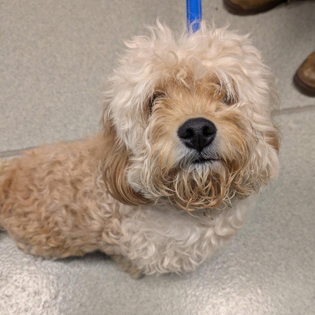 Maxxie, Adopted, Young Male Cavalier King Charles Spaniel & Poodle.