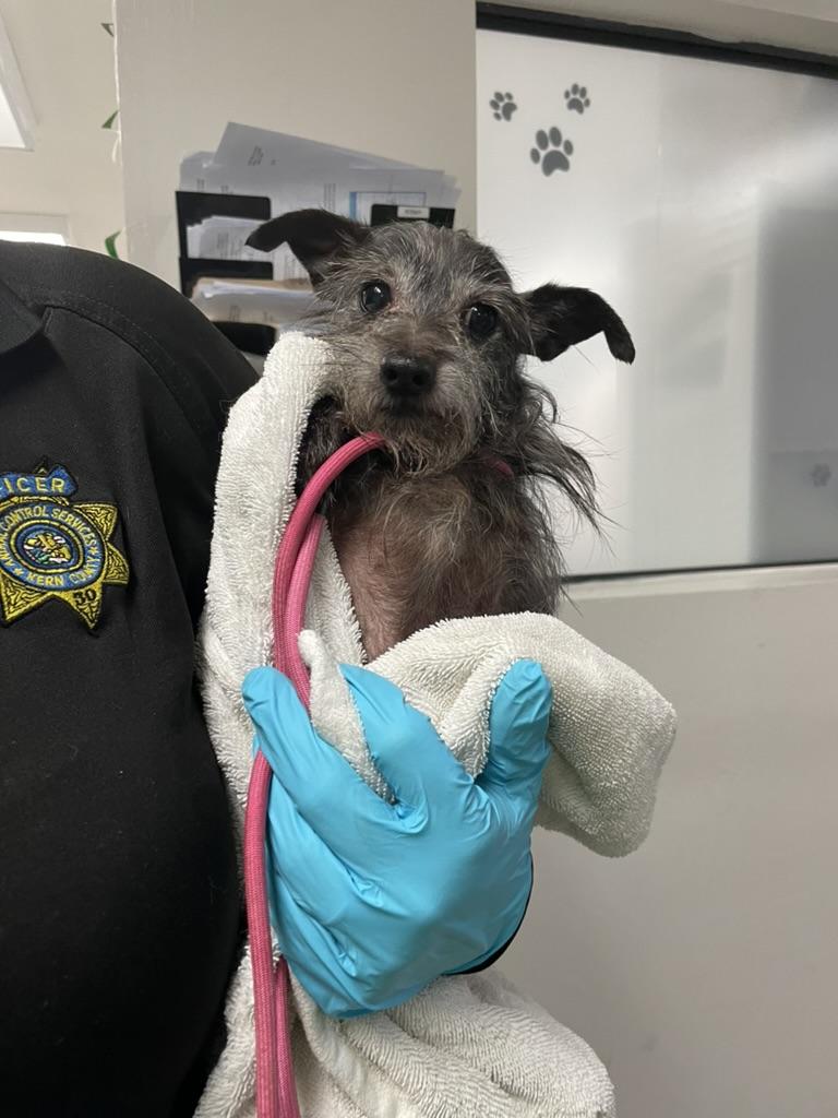 Pedro, ADOPTABLE, Senior Male Yorkshire Terrier & Shih Tzu.