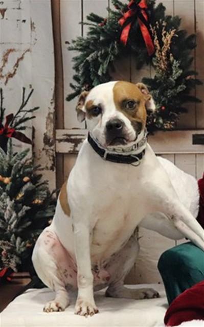 TOFU, Adoptable, Adult Male Pit Bull Terrier.