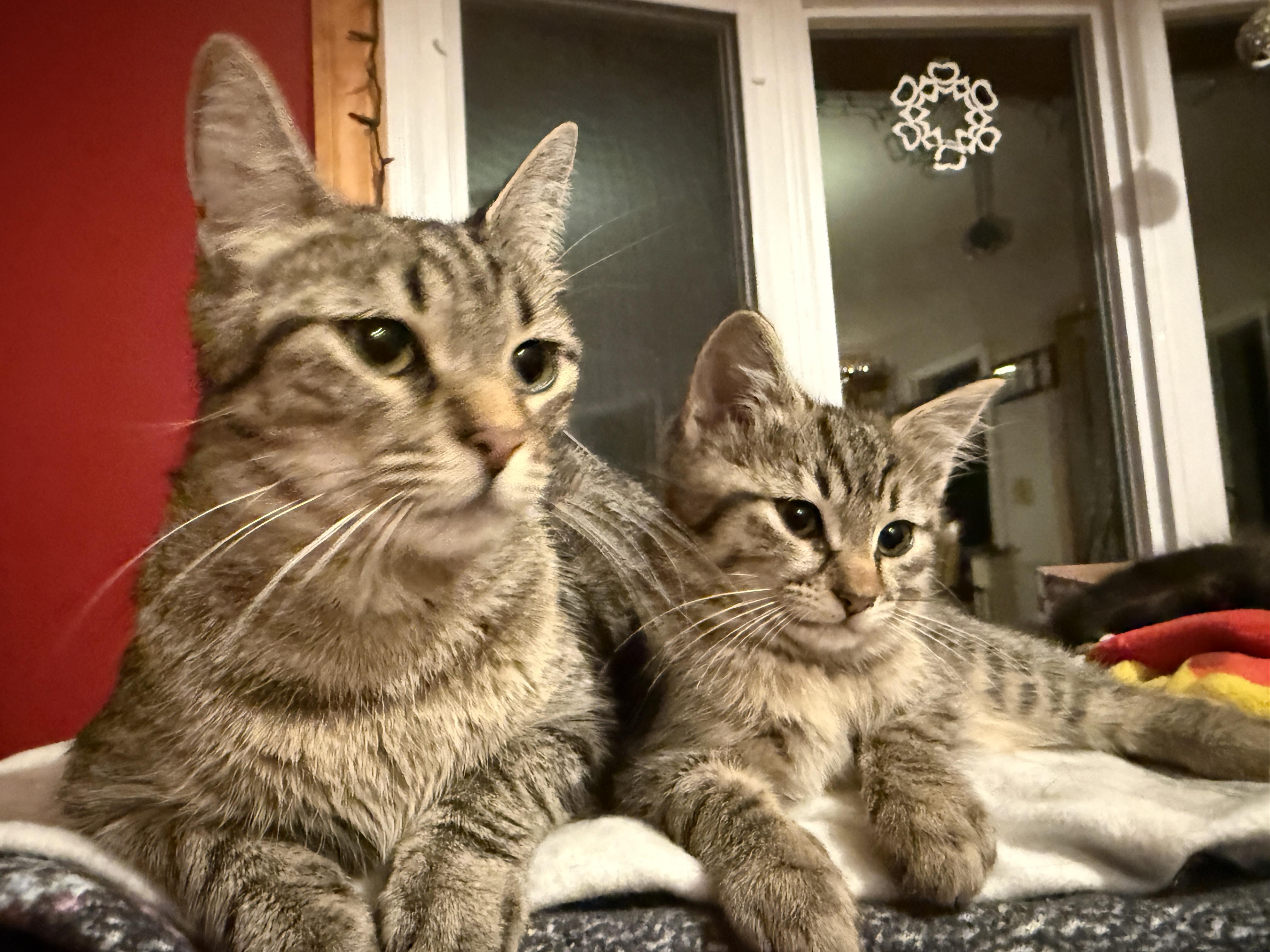 Enlarge Gracie and Hazel, a Adoptable Domestic Short Hair in Canton, MA image 2/6