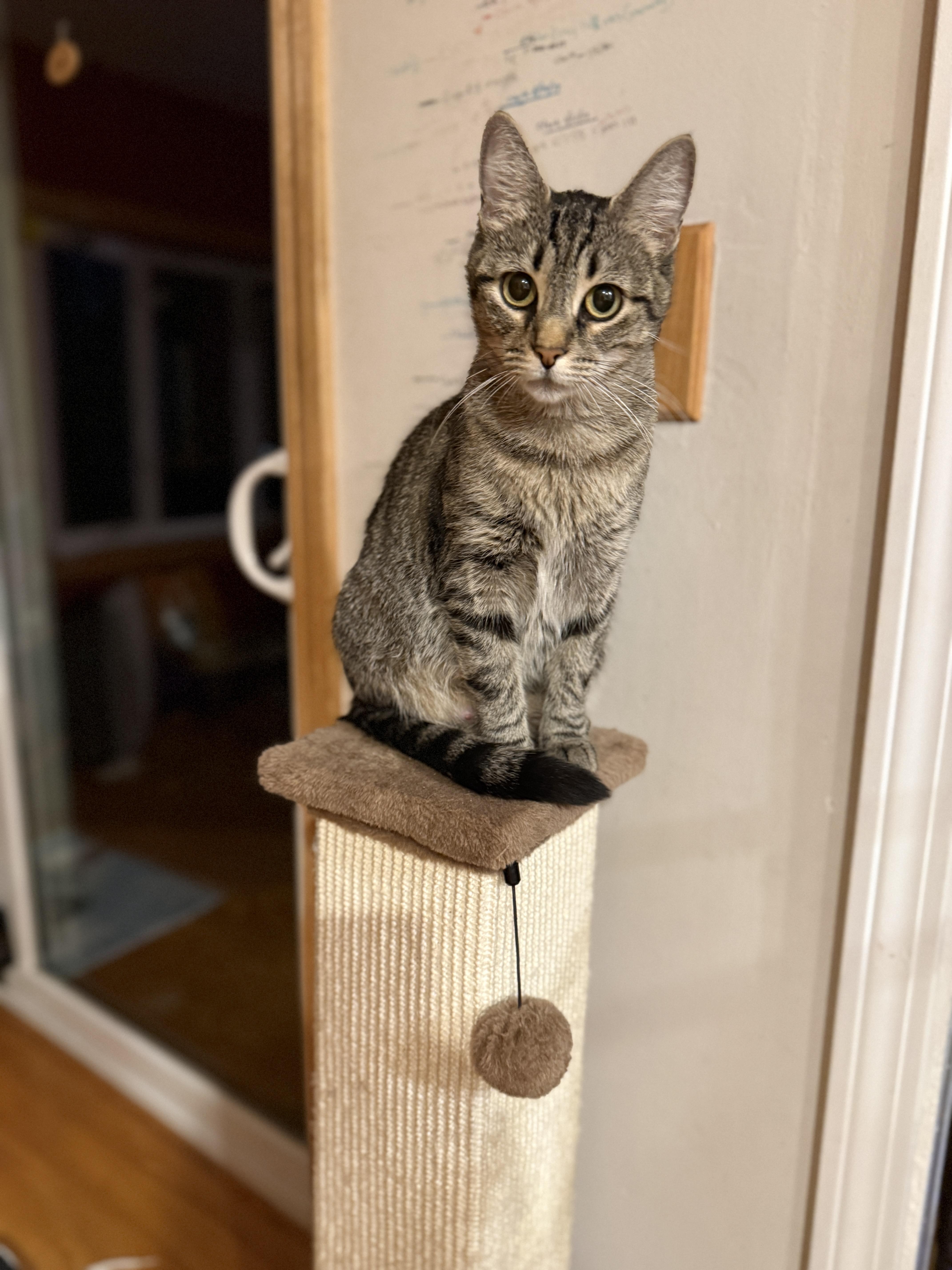 Enlarge Gracie and Hazel, a Adoptable Domestic Short Hair in Canton, MA image 3/6