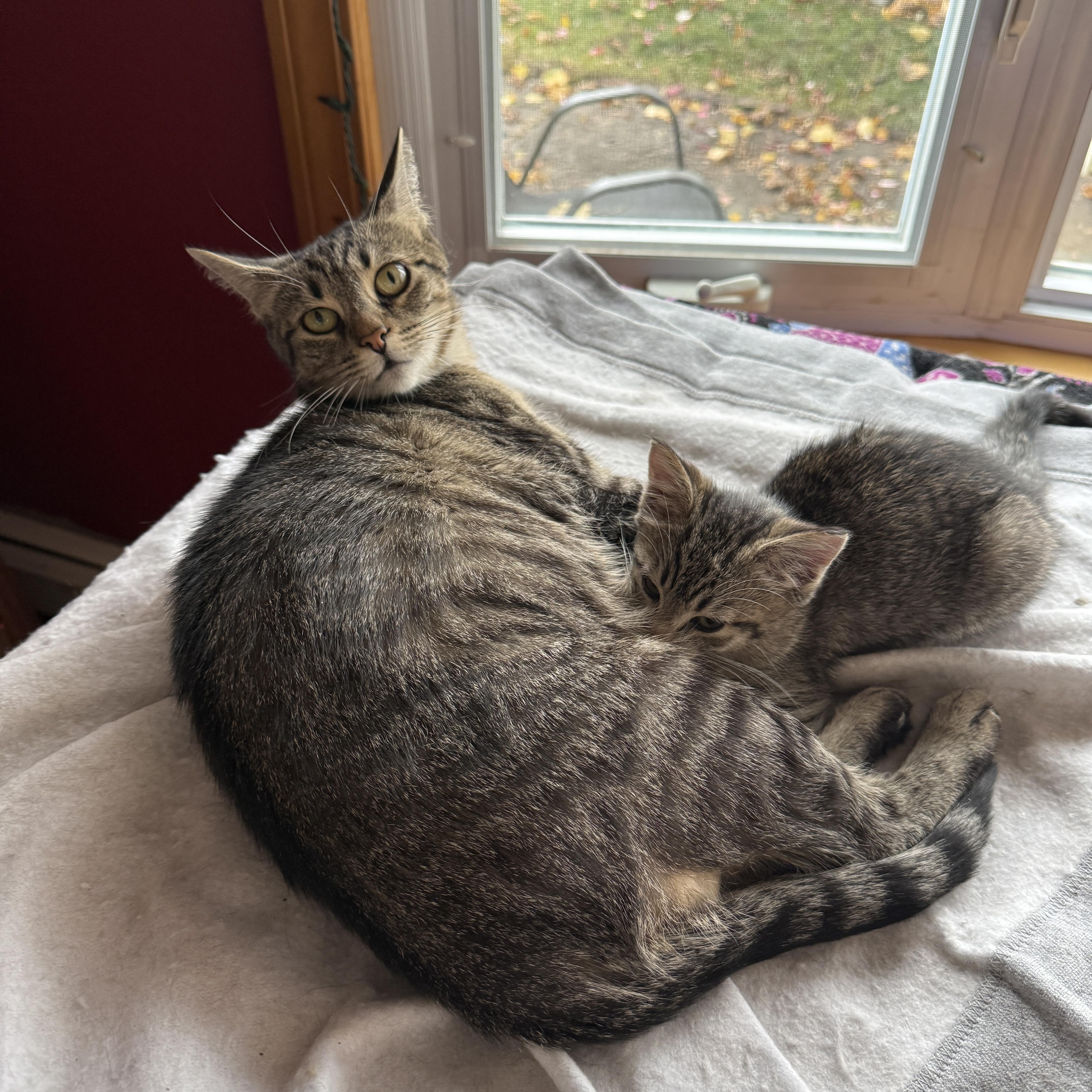 Enlarge Gracie and Hazel, a Adoptable Domestic Short Hair in Canton, MA image 4/6