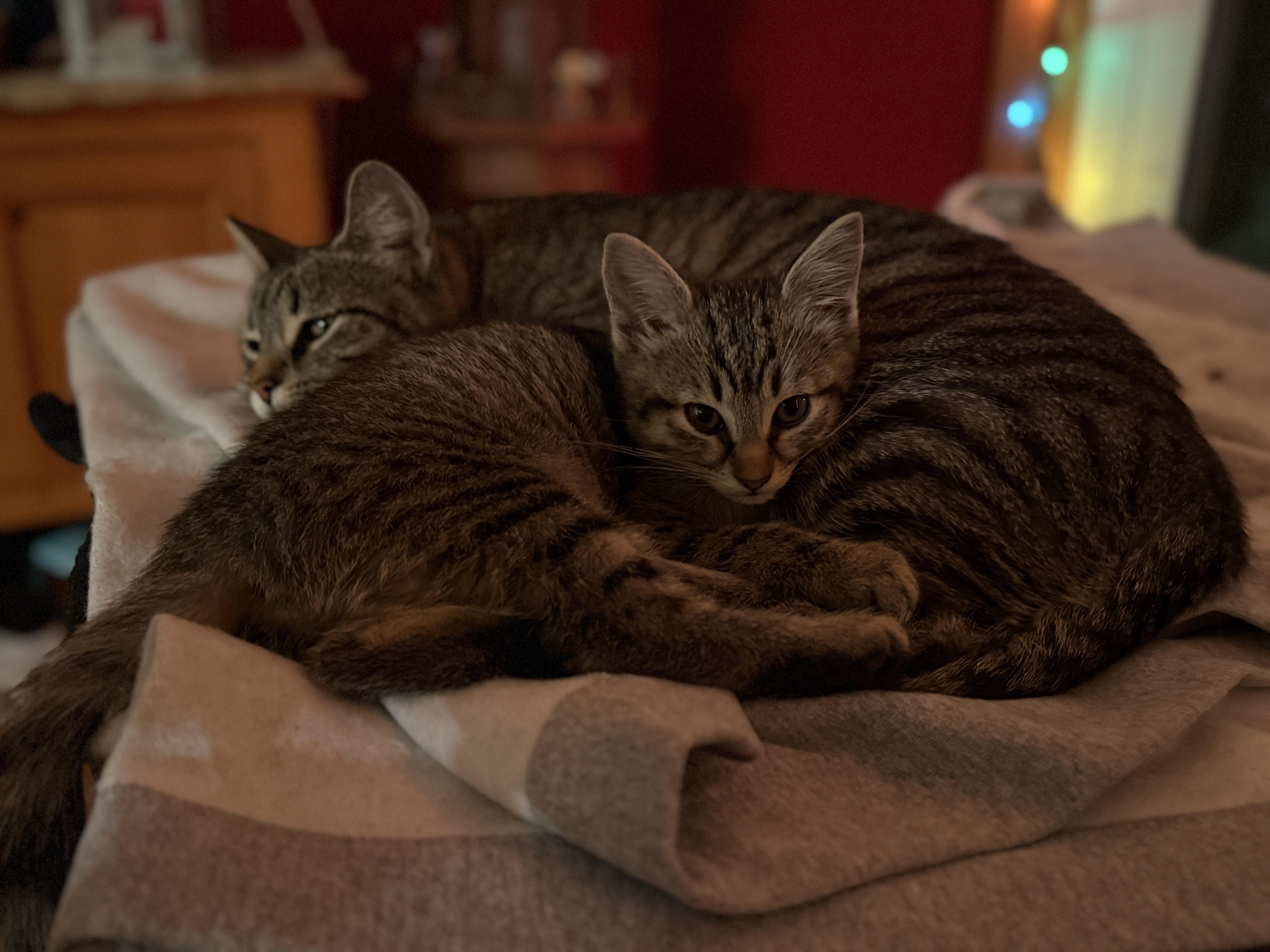 Enlarge Gracie and Hazel, a Adoptable Domestic Short Hair in Canton, MA image 5/6