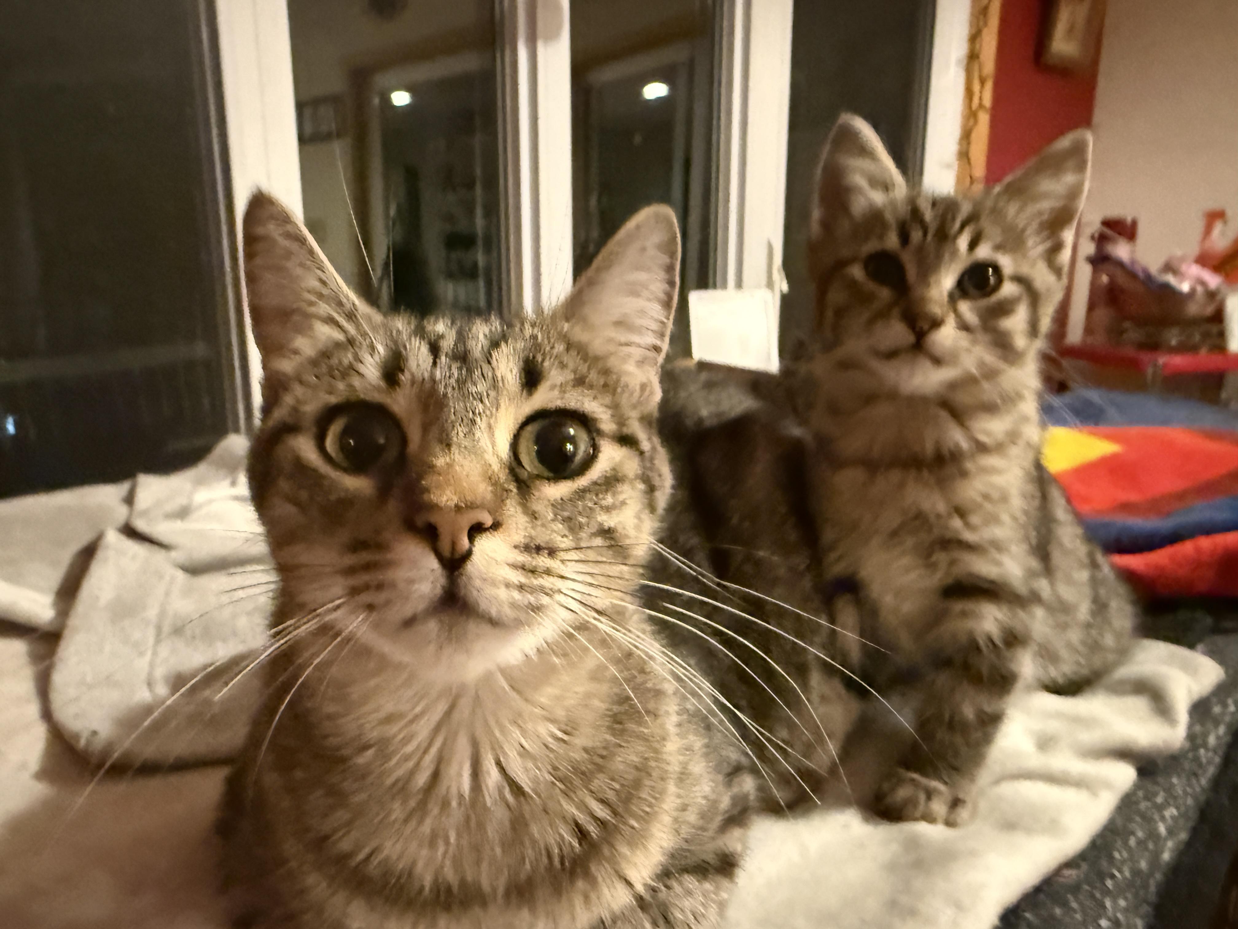 Enlarge Gracie and Hazel, a Adoptable Domestic Short Hair in Canton, MA image 6/6