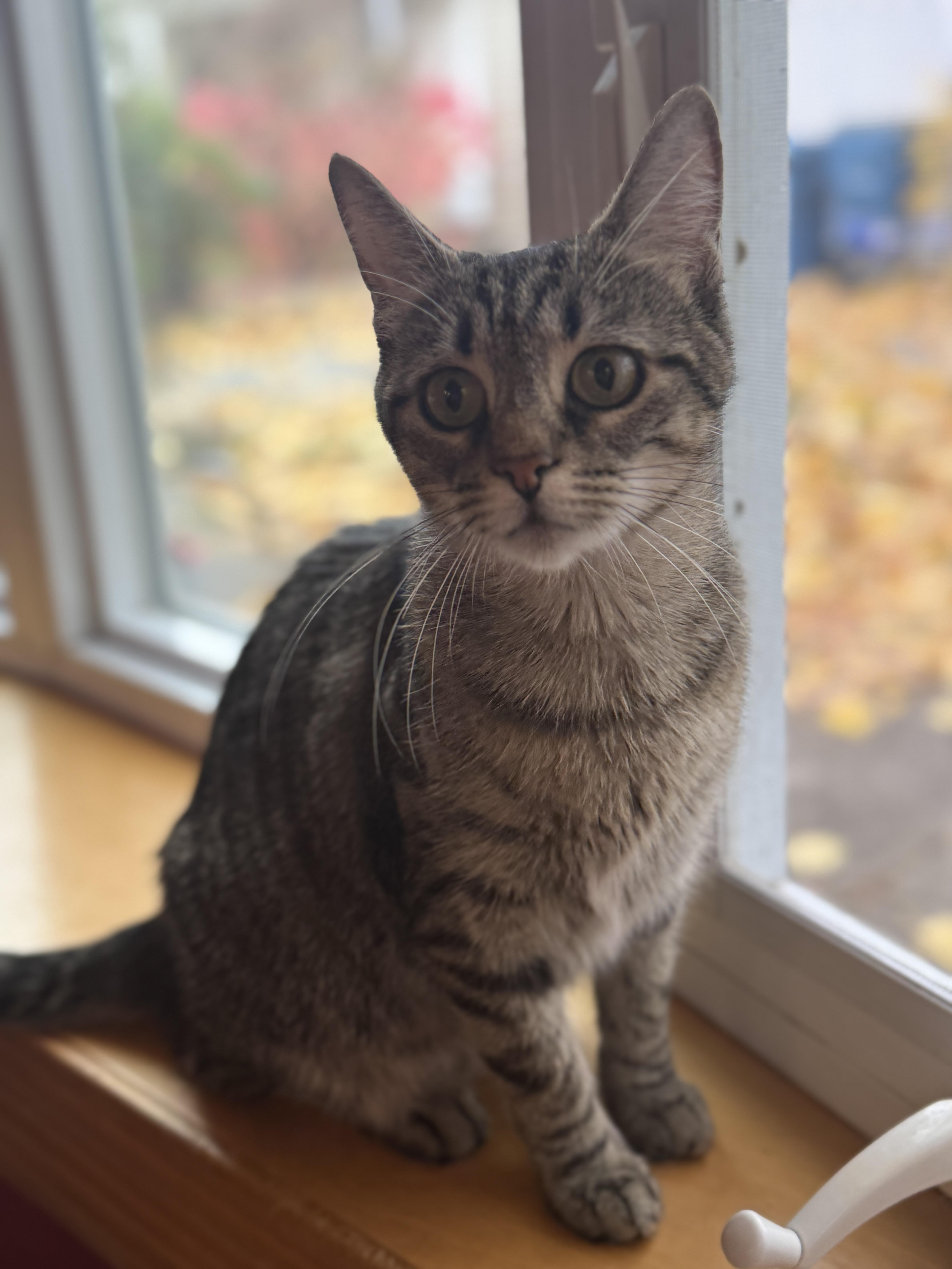 Gracie, adoptable, Adult Female Domestic Short Hair.