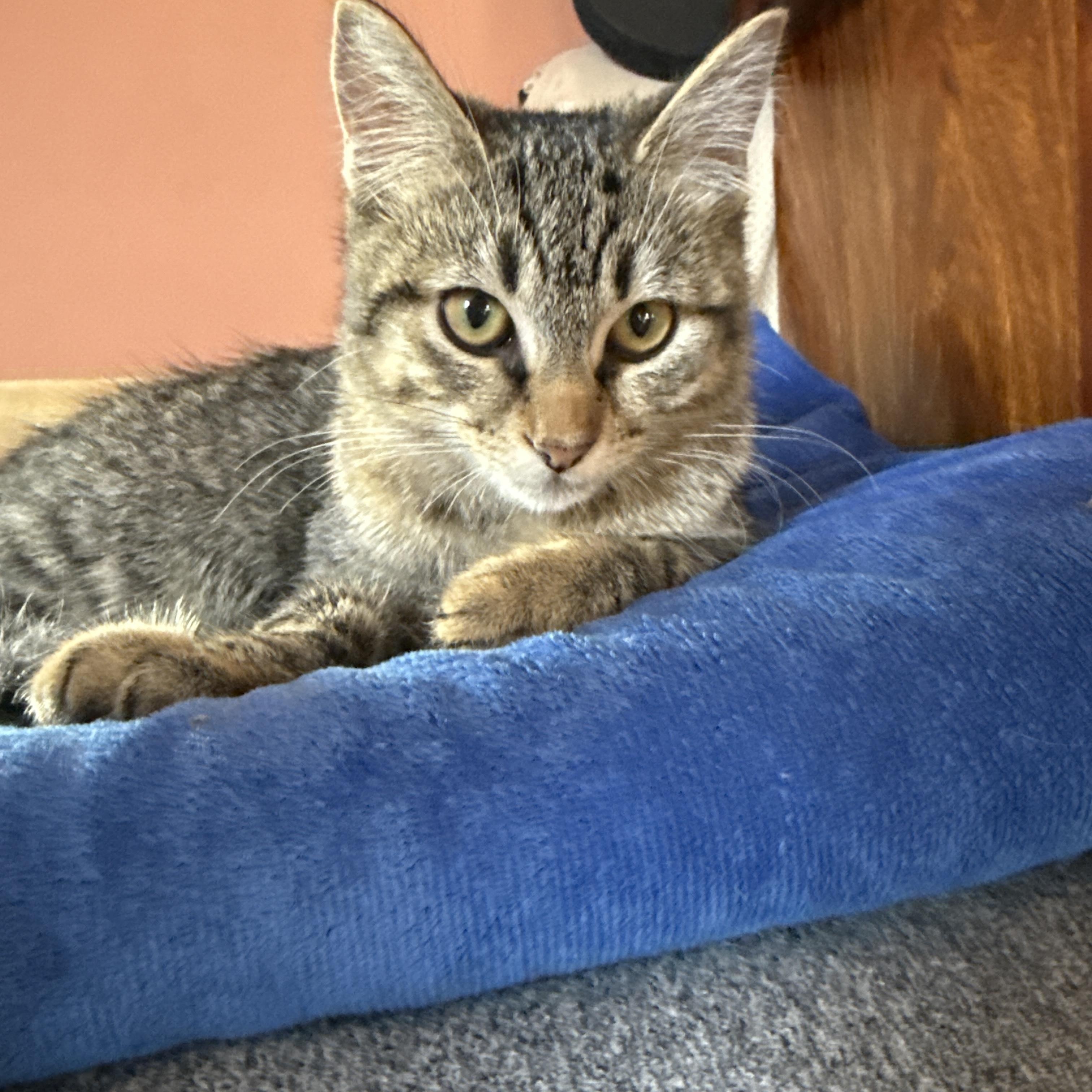 Enlarge Gracie, an adoptable Domestic Short Hair in Canton, MA image 2/2