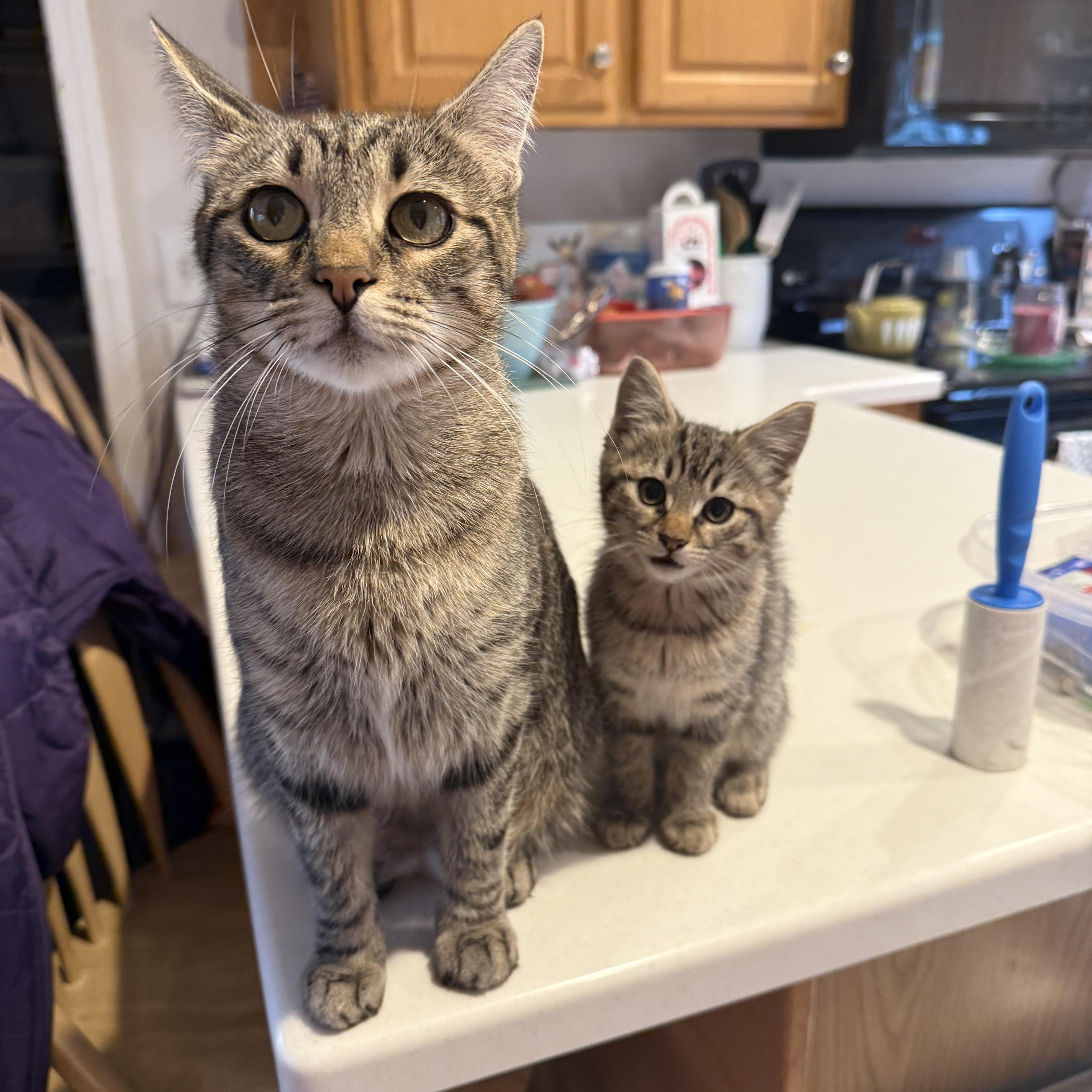 Enlarge Gracie and Hazel, a Adoptable Domestic Short Hair in Canton, MA image 1/6
