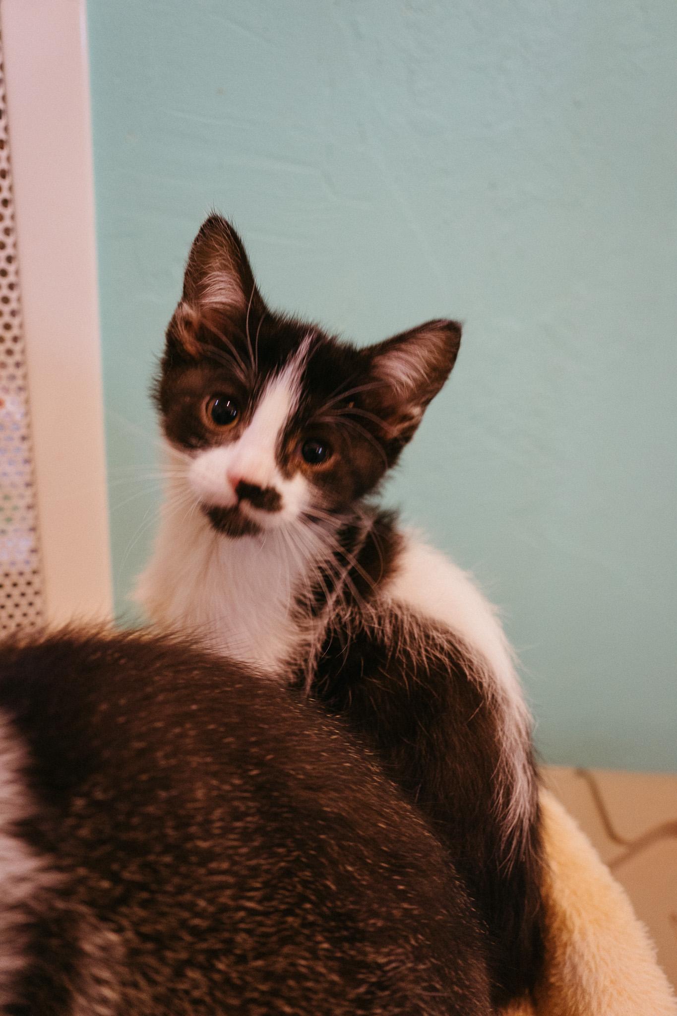 Moo, an adopted mixed breed in Jackson, WY image 1/2