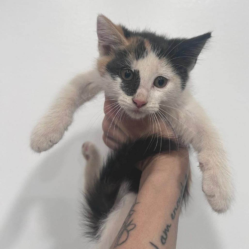 Macchiato, Adoptable, Kitten Female Domestic Short Hair.