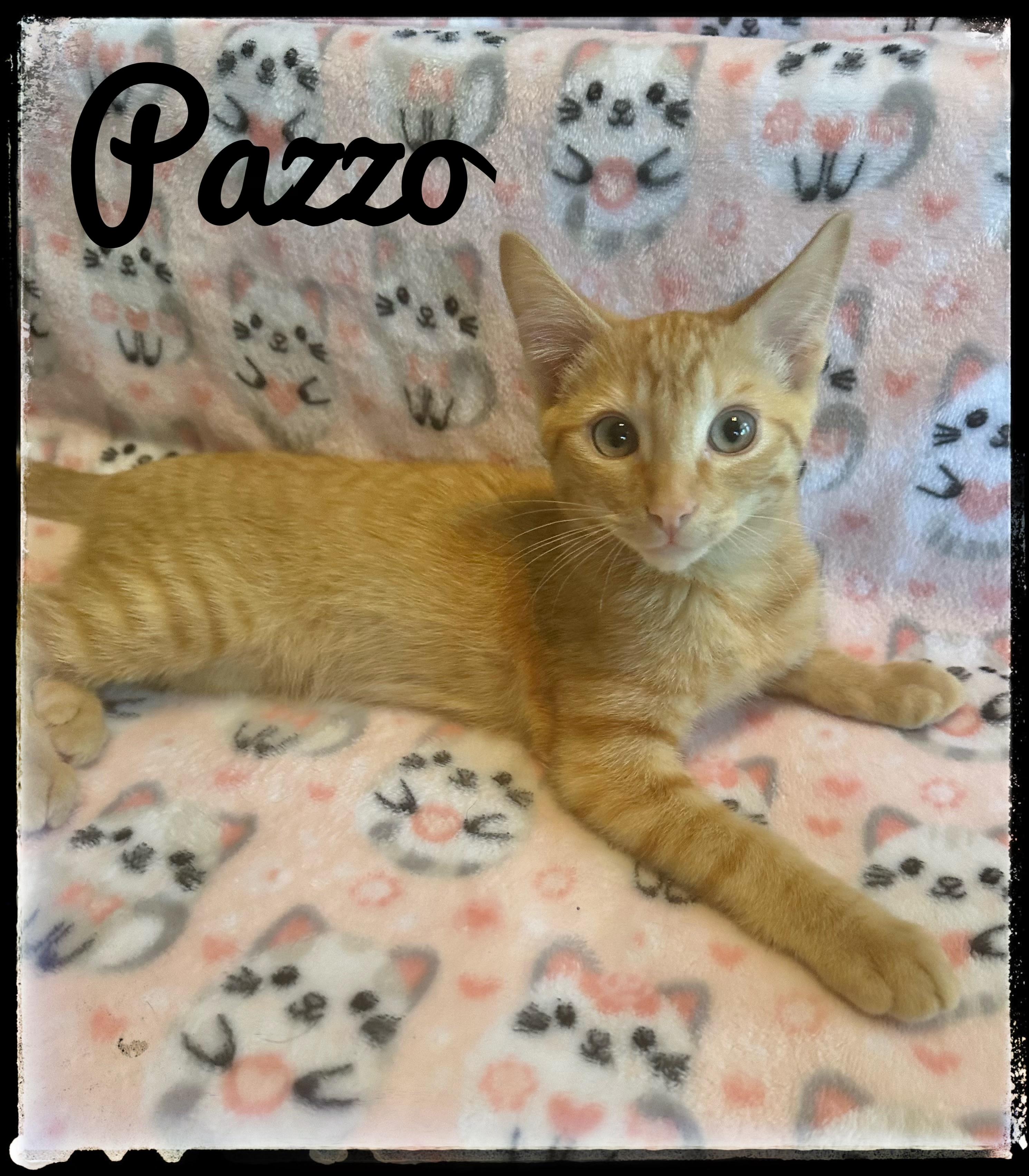 Enlarge Pazzo, a Adoptable Domestic Short Hair in El Cajon, CA image 1/1