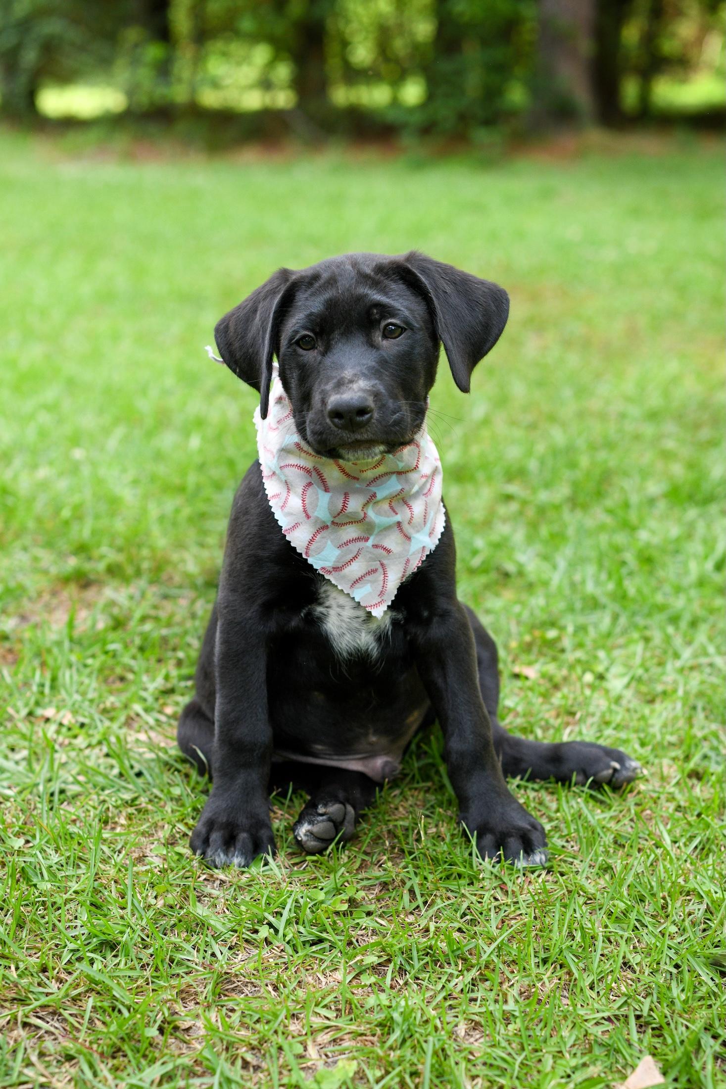 Enlarge Fraser, an adopted Mixed Breed in Argyle, NY image 3/3