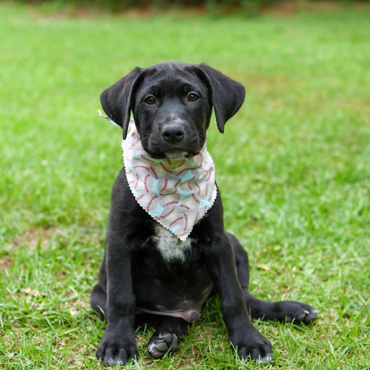 Enlarge Fraser, an adopted Mixed Breed in Argyle, NY image 1/3