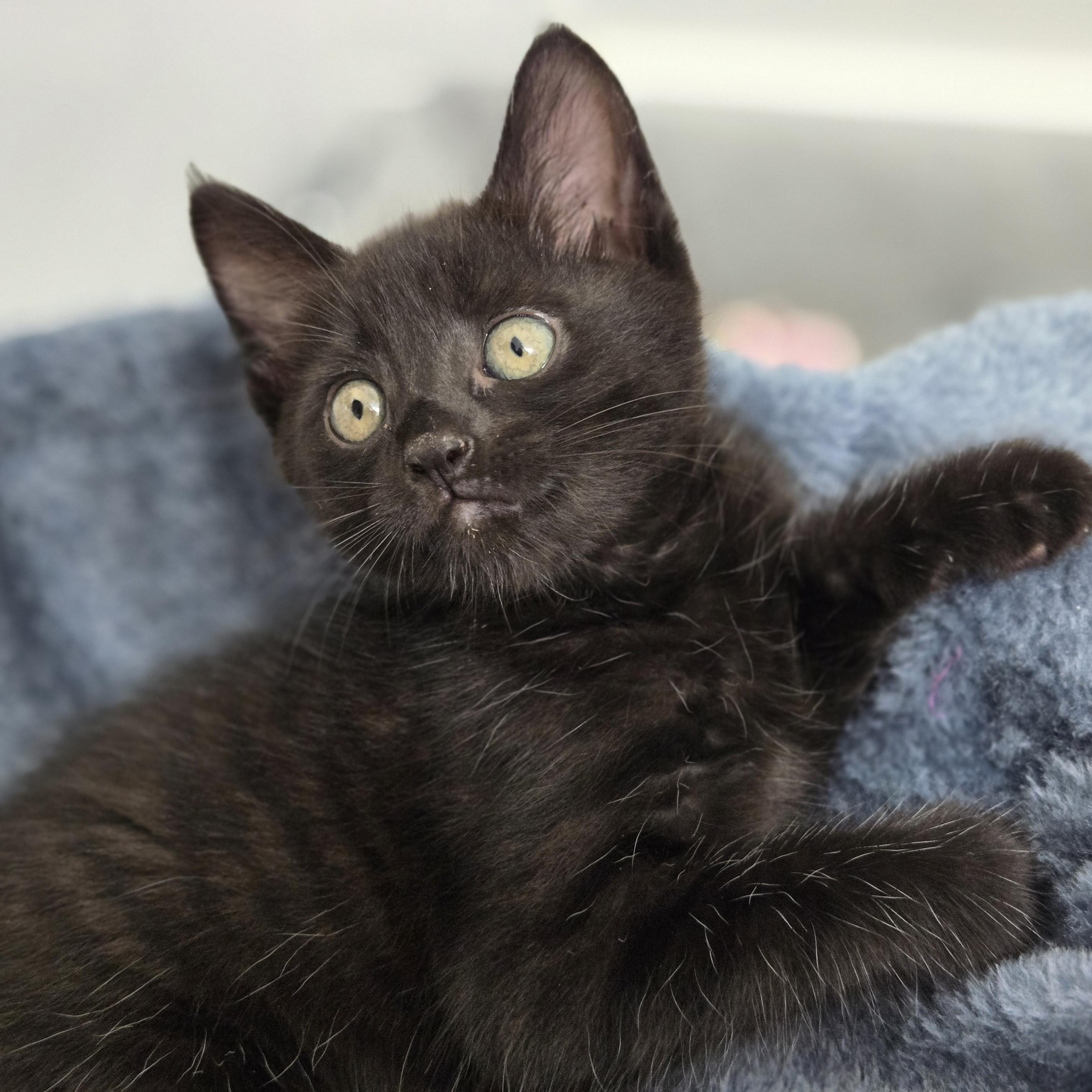 Seamus (The Little Panther), an adopted Domestic Short Hair in Atlanta, GA image 1/5