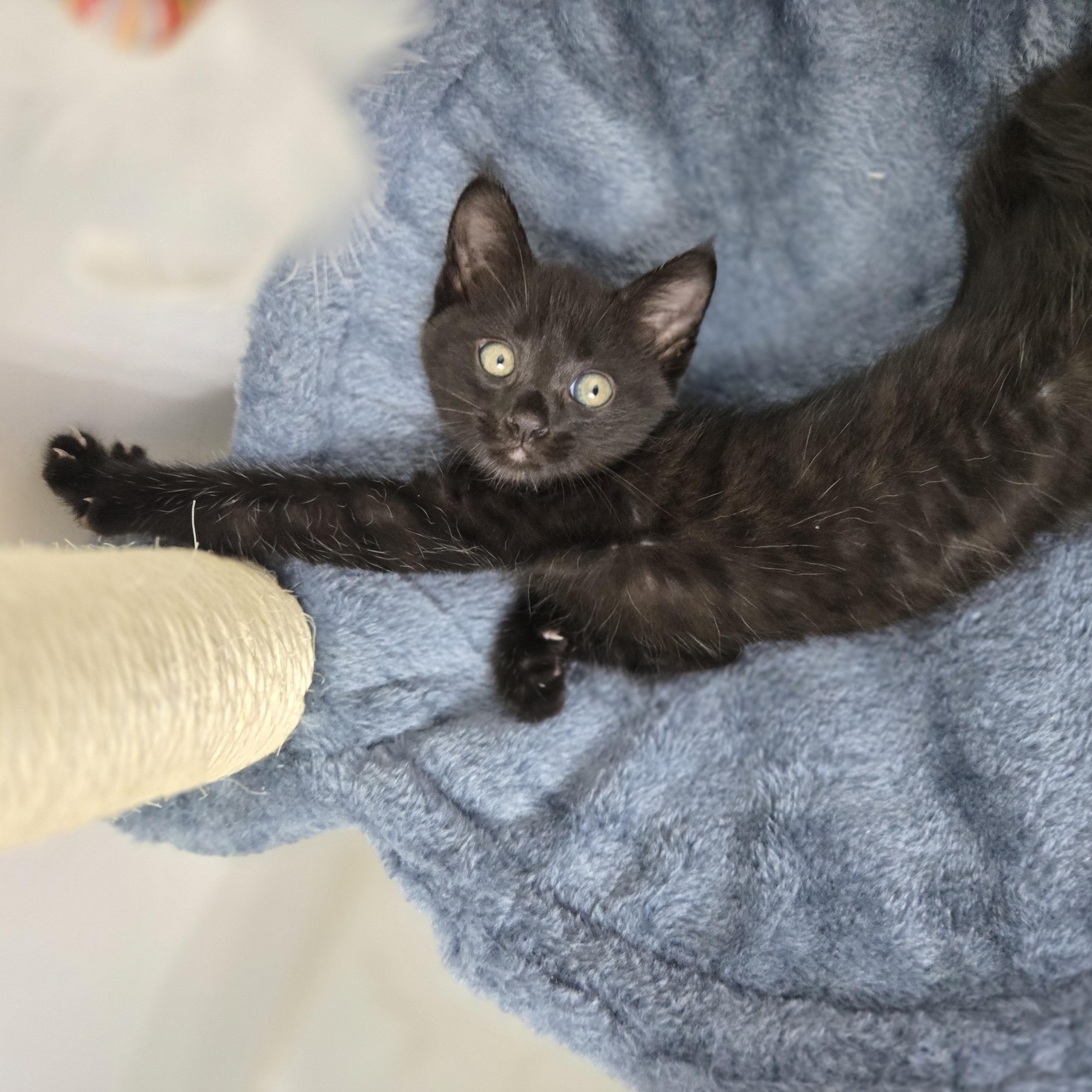 Seamus (The Little Panther), an adopted Domestic Short Hair in Atlanta, GA image 2/5