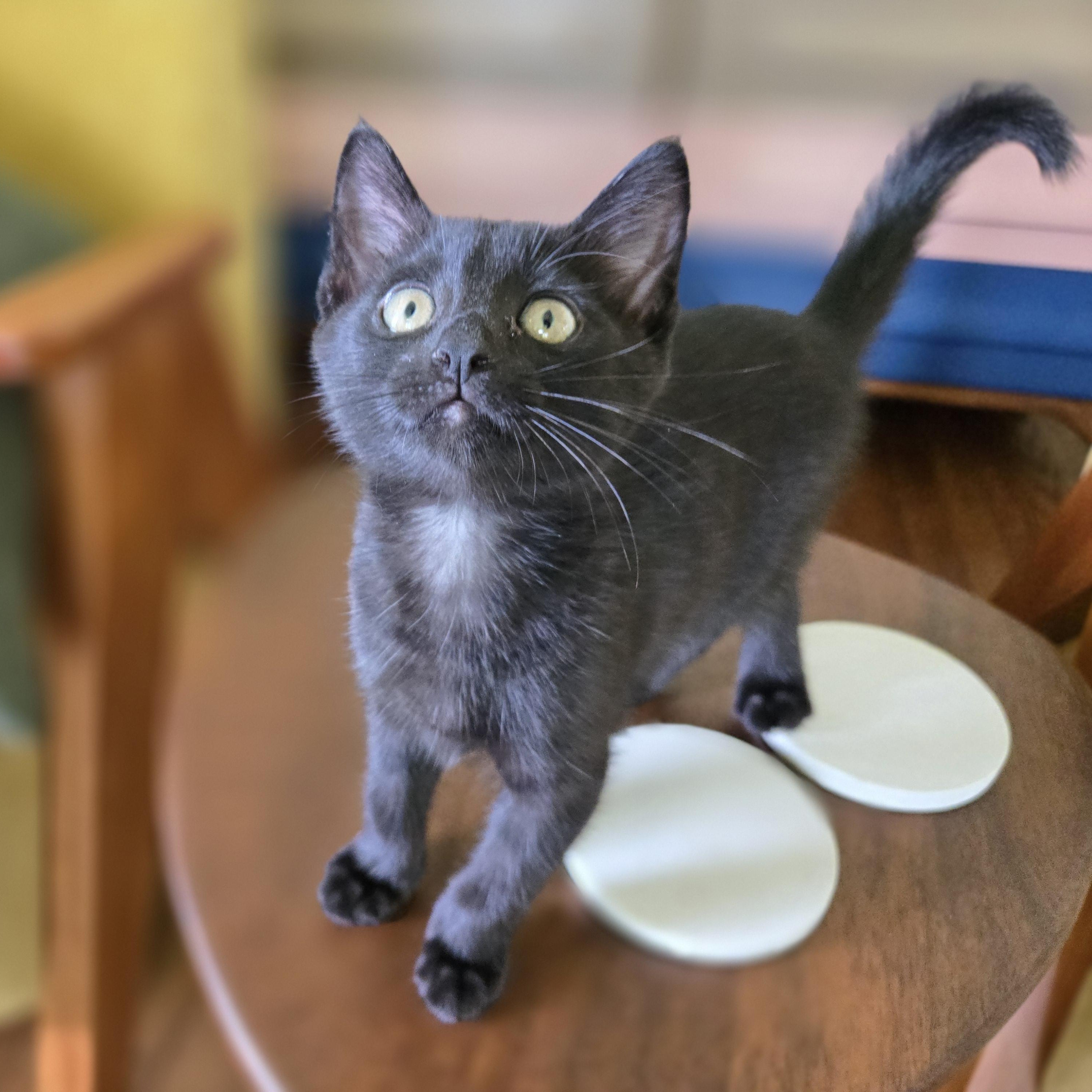 Seamus (The Little Panther), an adopted Domestic Short Hair in Atlanta, GA image 3/5