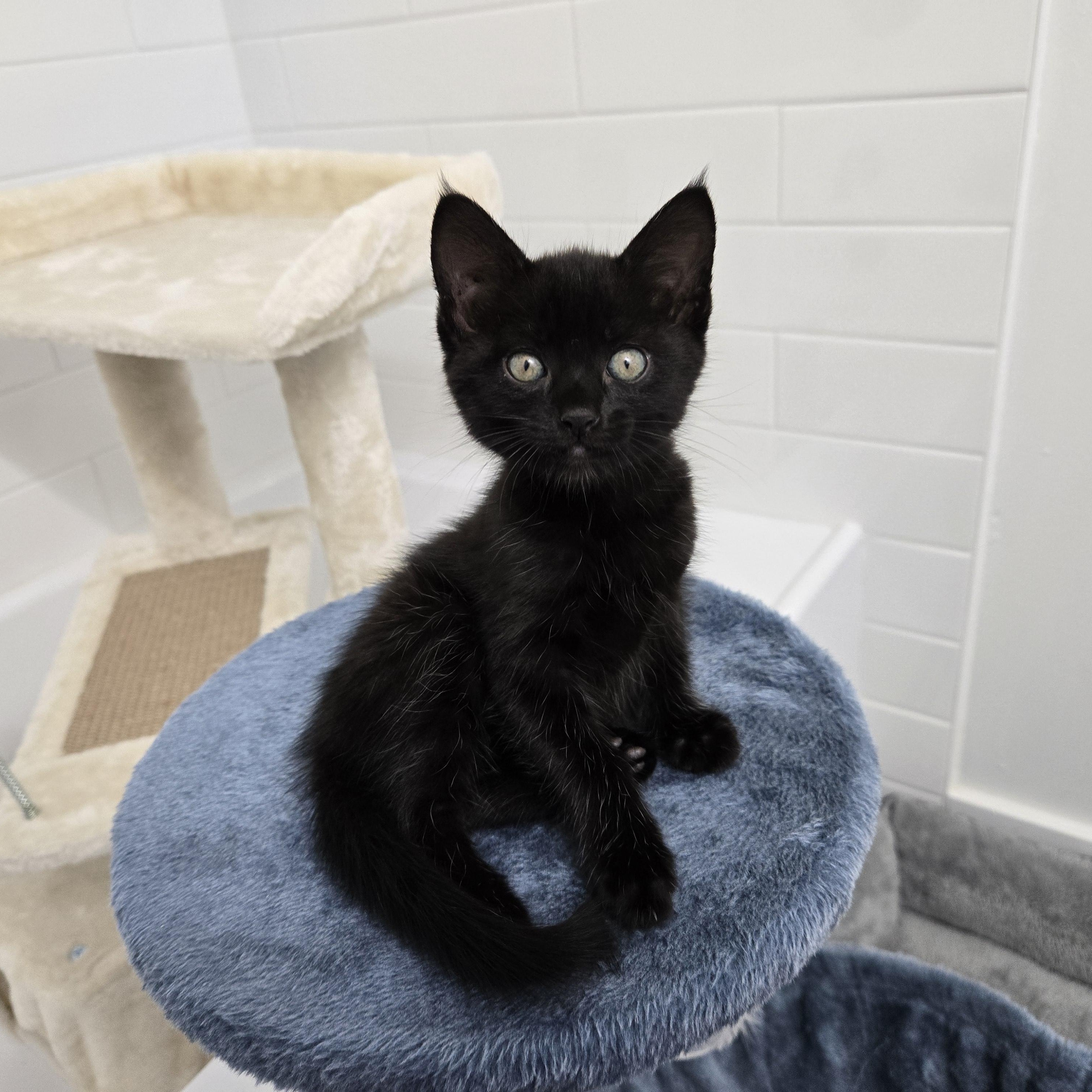 Seamus (The Little Panther), an adopted Domestic Short Hair in Atlanta, GA image 4/5