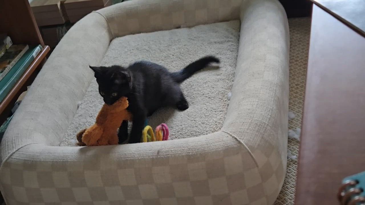 Enlarge Seamus (The Little Panther), an adopted Domestic Short Hair in Atlanta, GA video 5/5