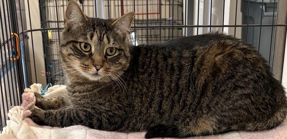 Enlarge W2 GOOSE, a Adoptable mixed breed in Southbury, CT image 1/5