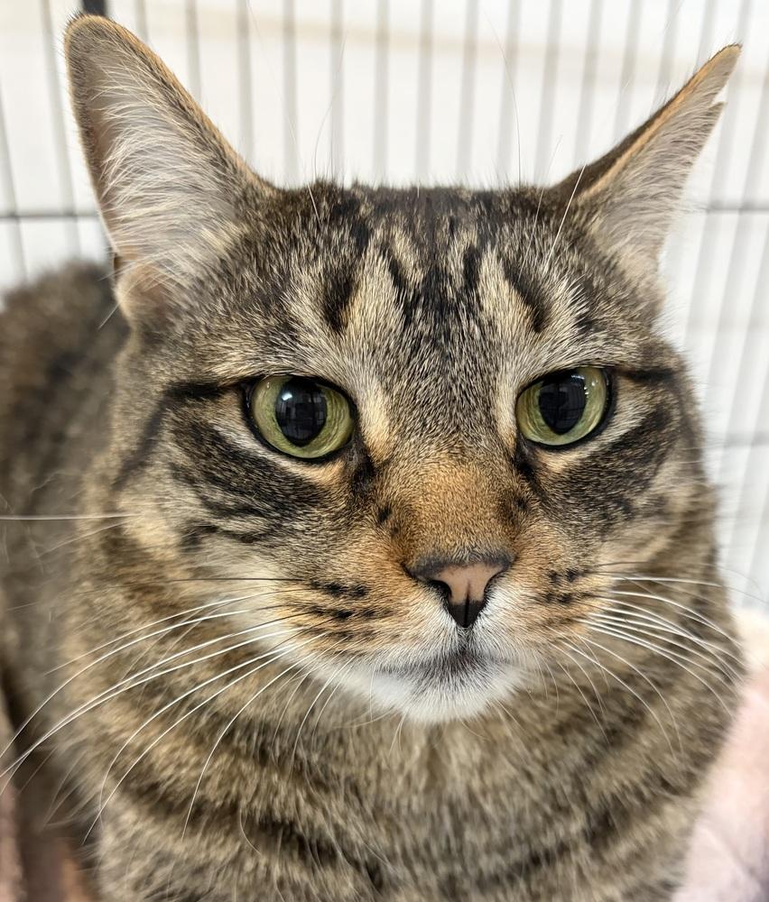 Enlarge W2 GOOSE, a Adoptable mixed breed in Southbury, CT image 2/5