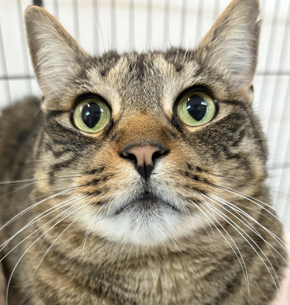 Enlarge W2 GOOSE, a Adoptable mixed breed in Southbury, CT image 4/5