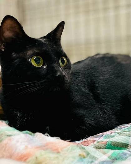 Betty(Foster Needed) — thumbnail 2