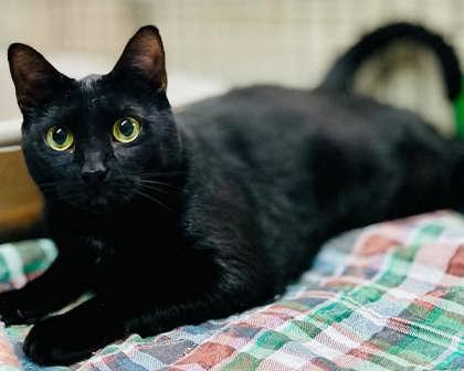 Betty(Foster Needed) — thumbnail 3