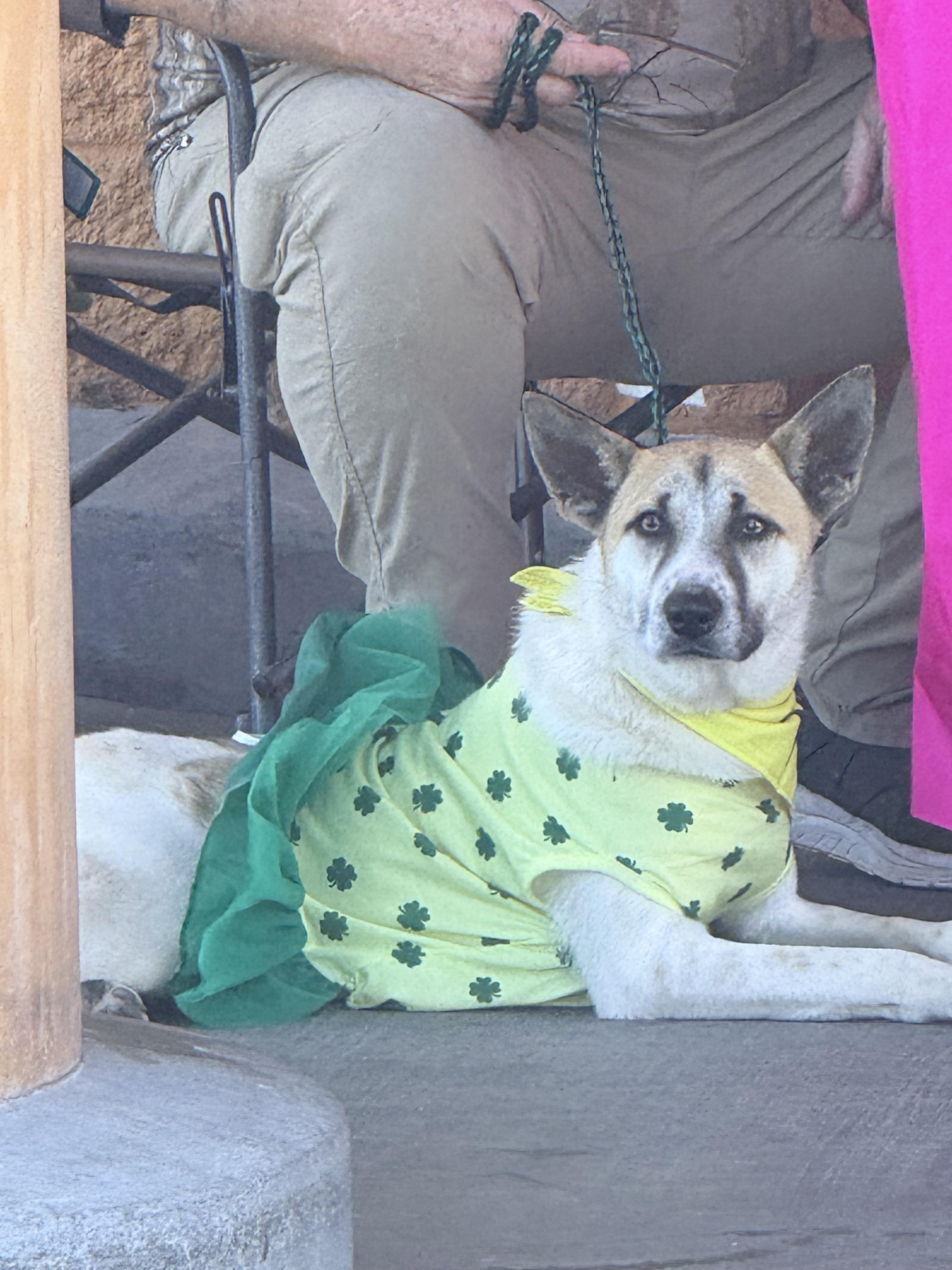 Jody, ADOPTABLE, Adult Female Cattle Dog.
