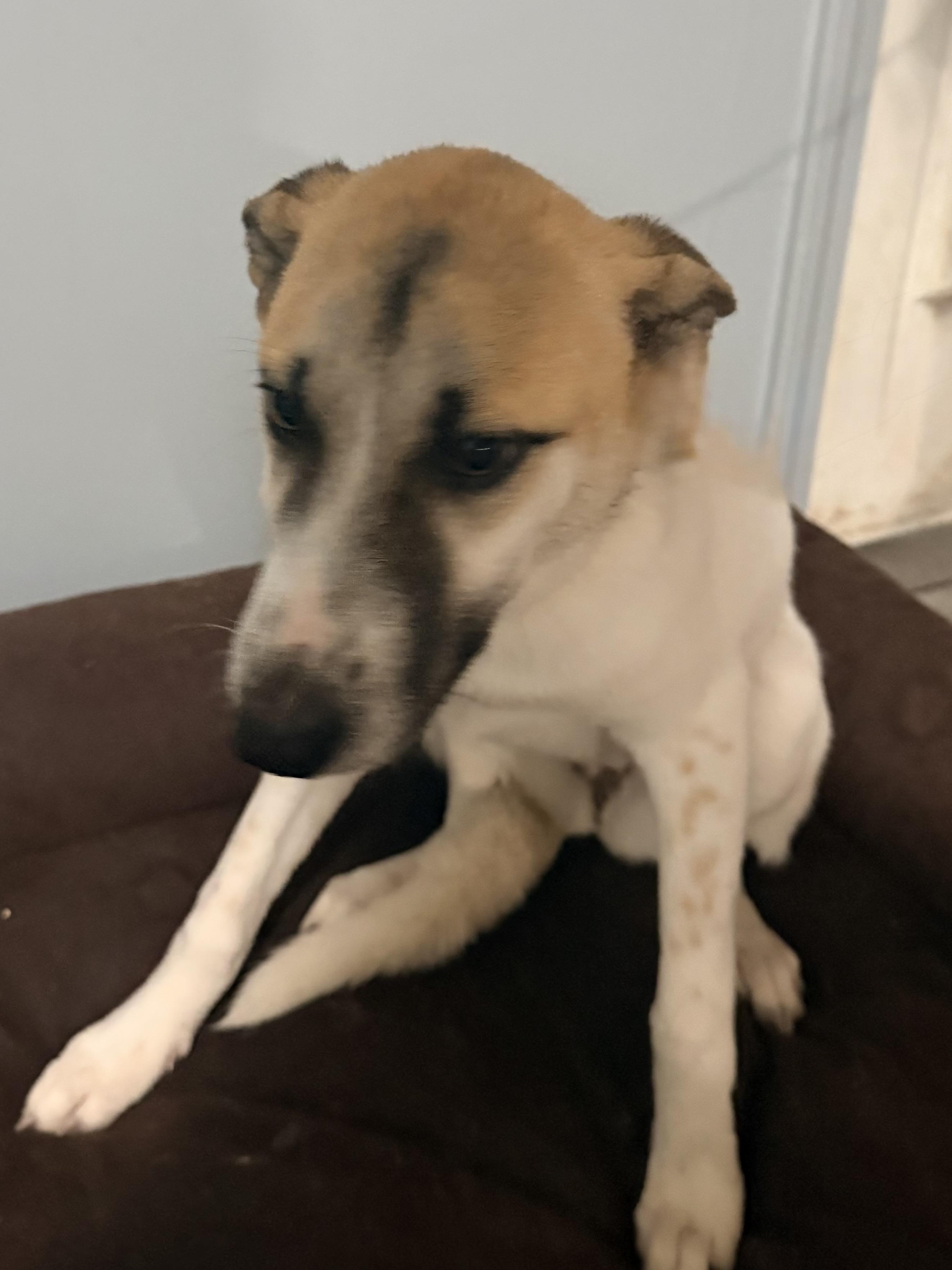 Jody, a ADOPTABLE Cattle Dog in modesto, CA image 2/5