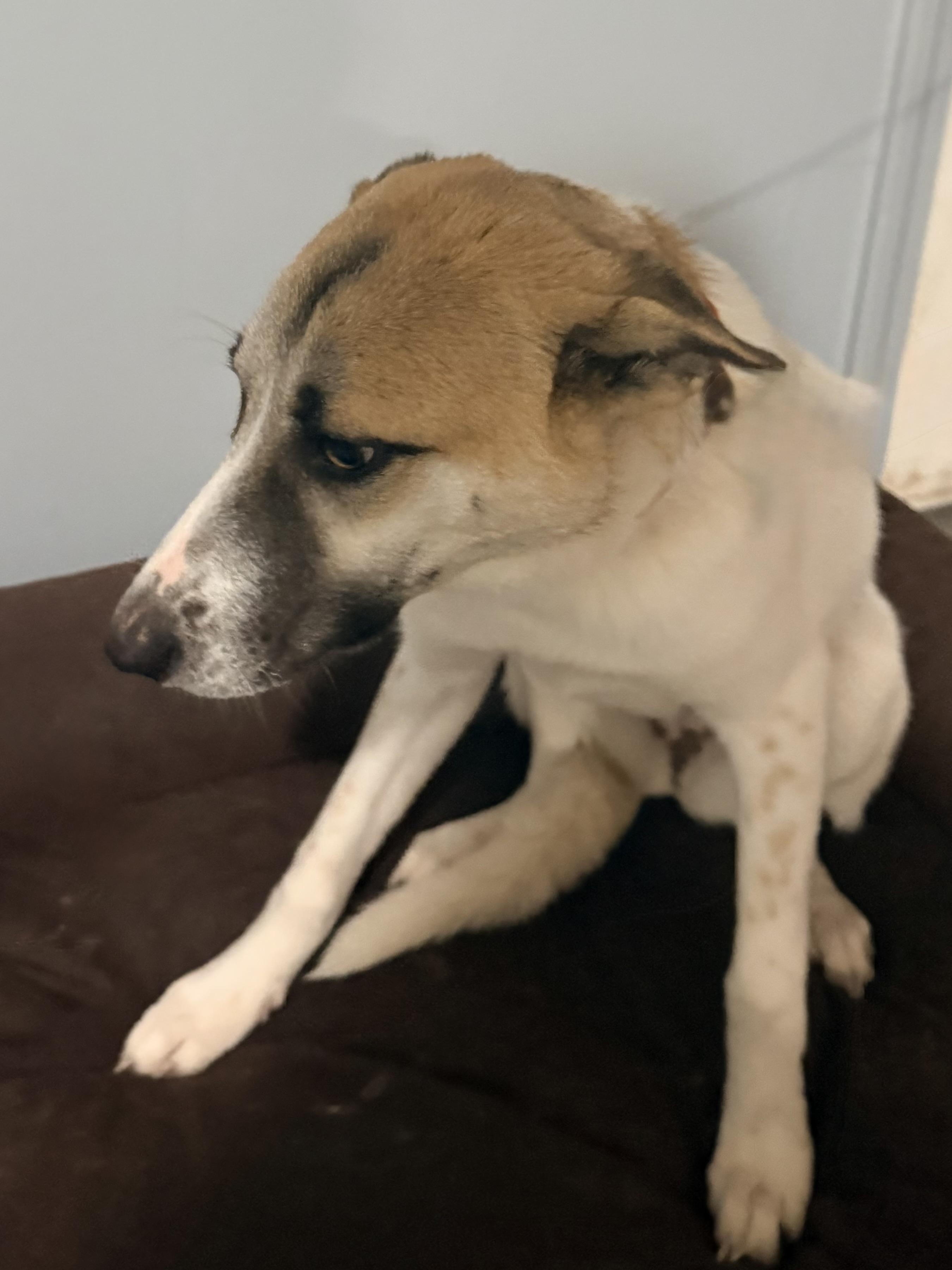 Jody, a ADOPTABLE Cattle Dog in modesto, CA image 4/5
