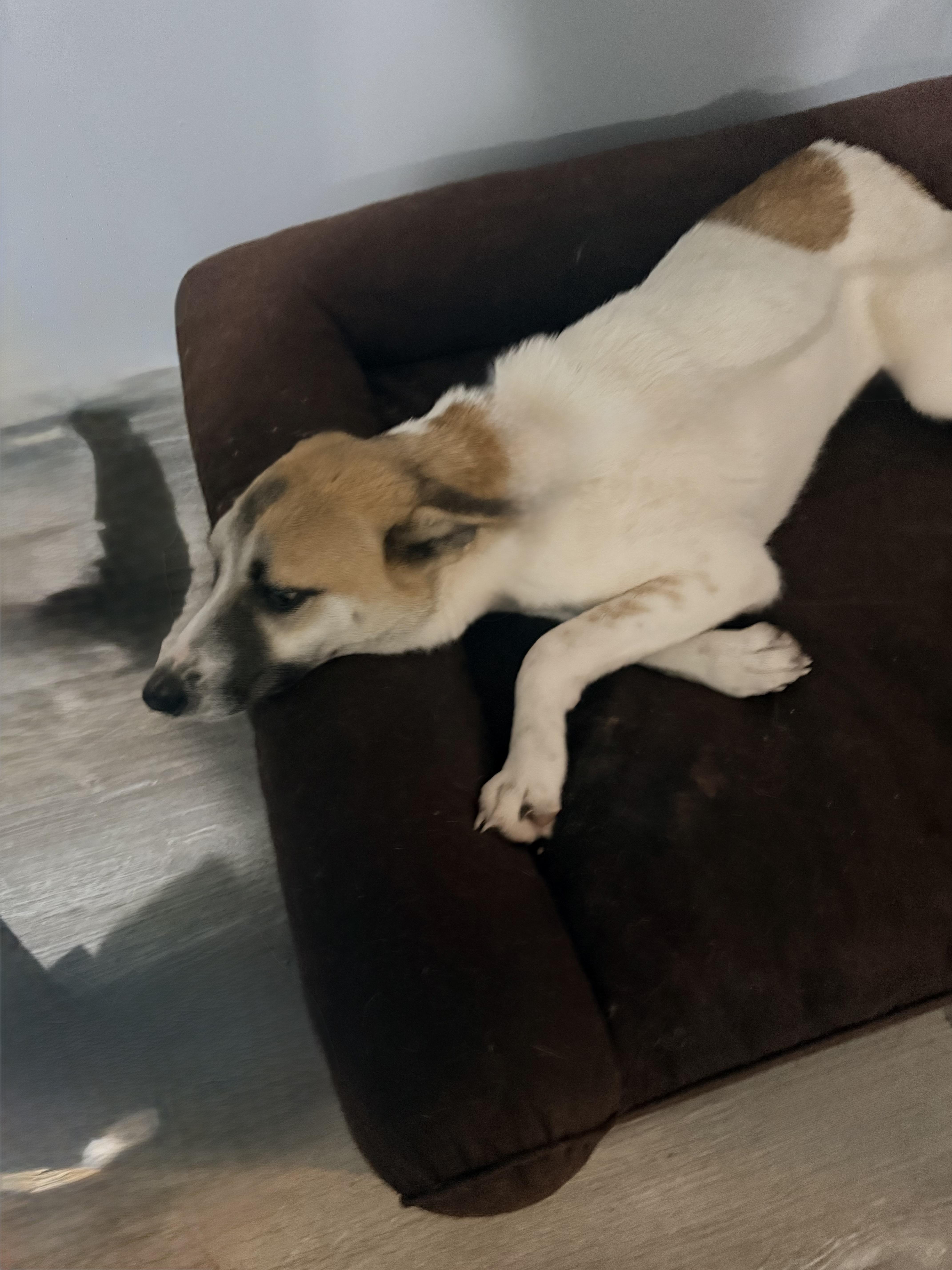 Jody, a ADOPTABLE Cattle Dog in modesto, CA image 3/5