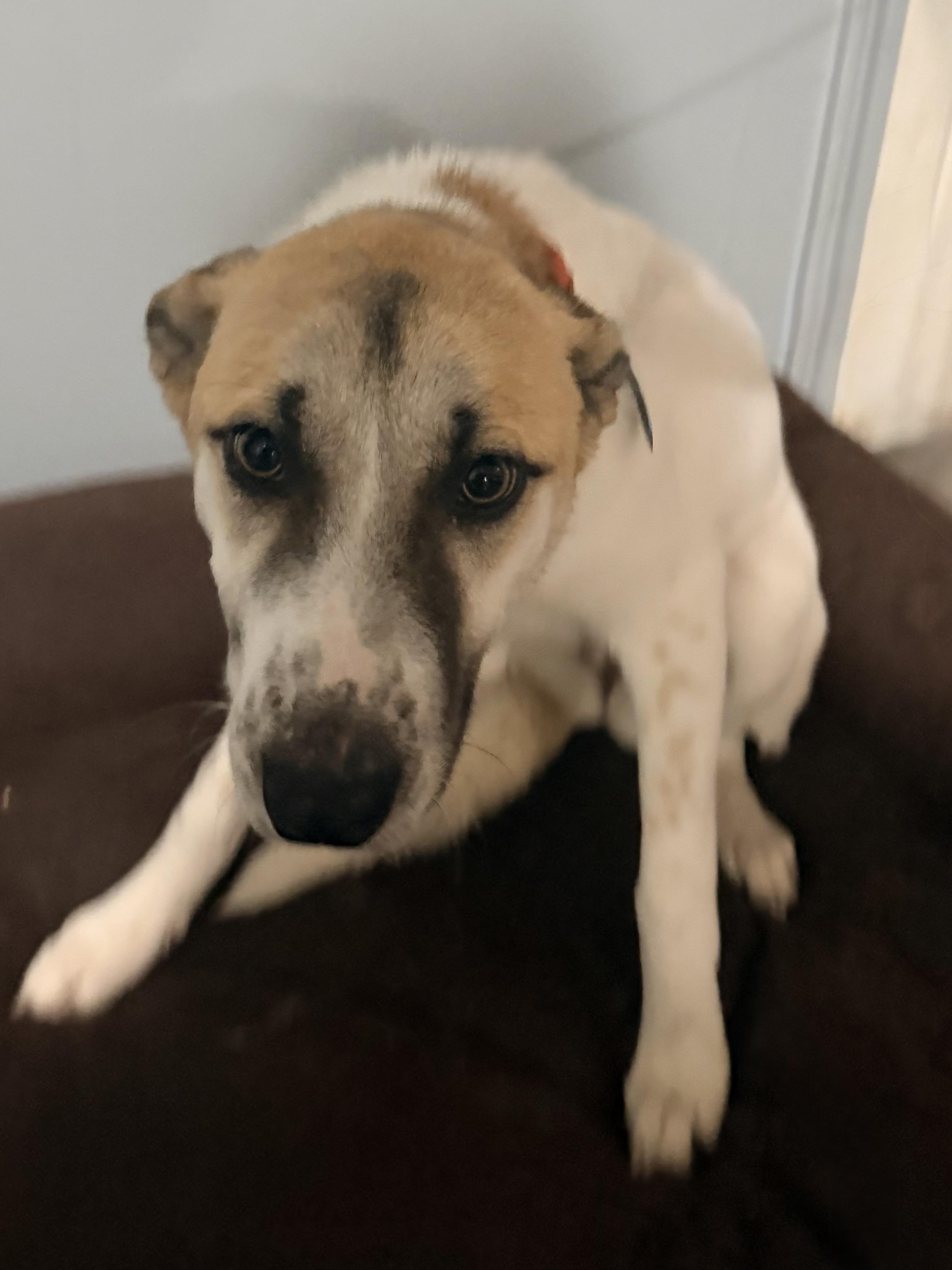 Jody, a ADOPTABLE Cattle Dog in modesto, CA image 5/5