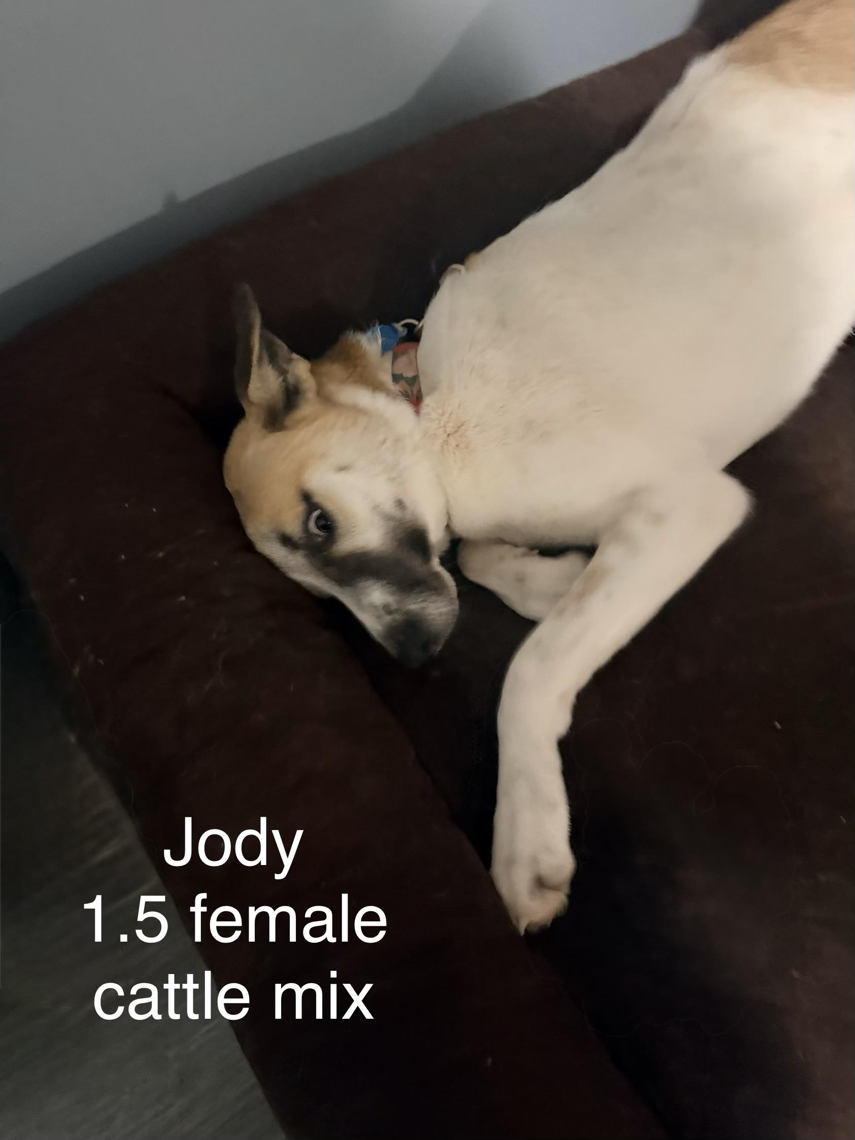 Jody, ADOPTABLE, Adult Female Cattle Dog.