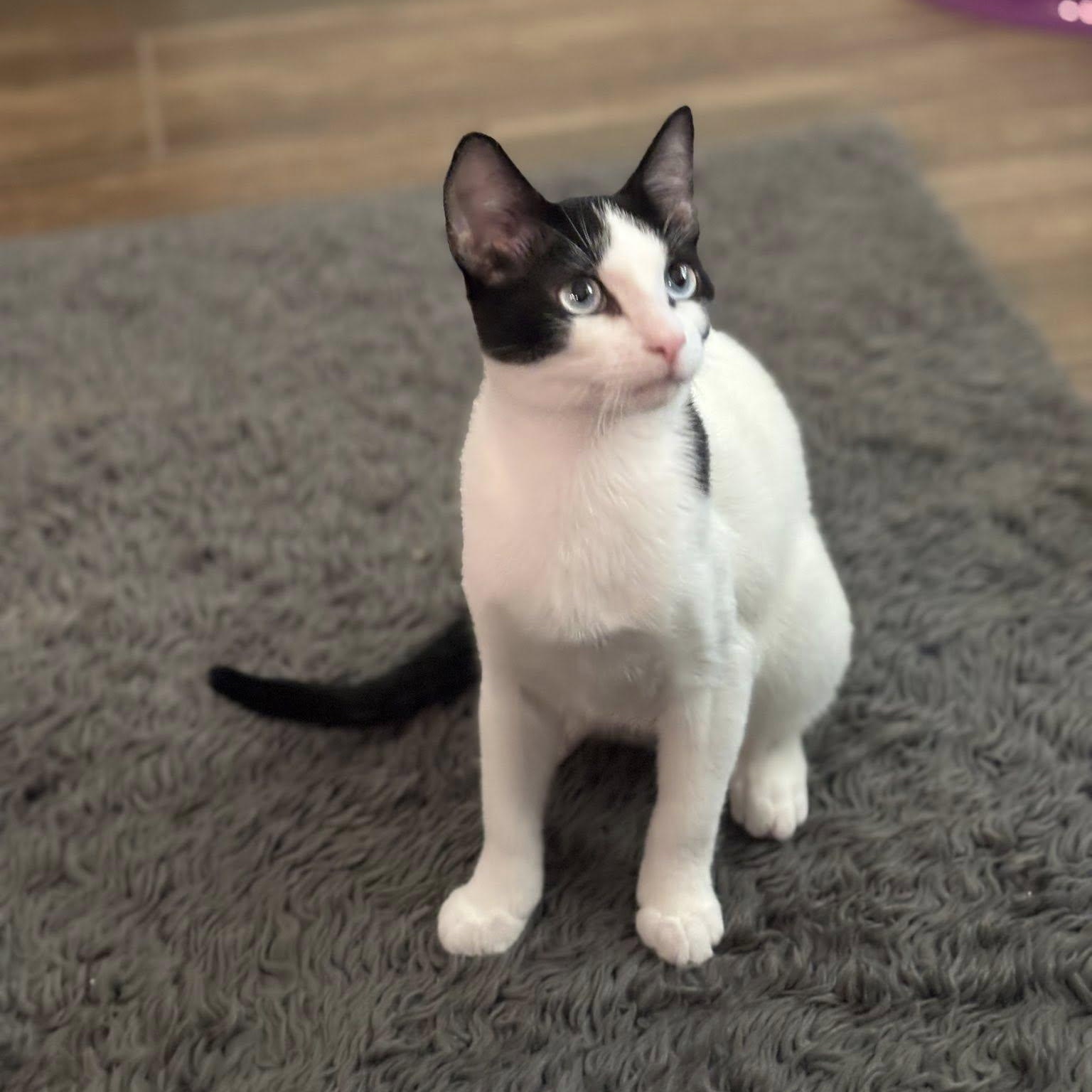 Oreo