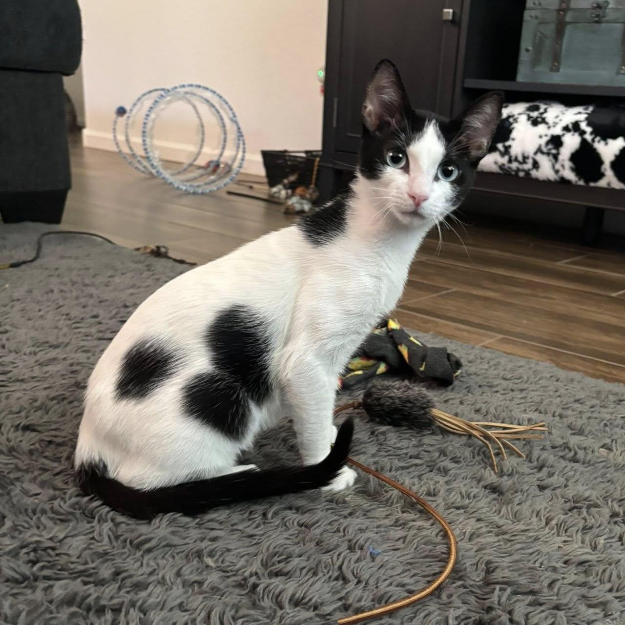 Oreo