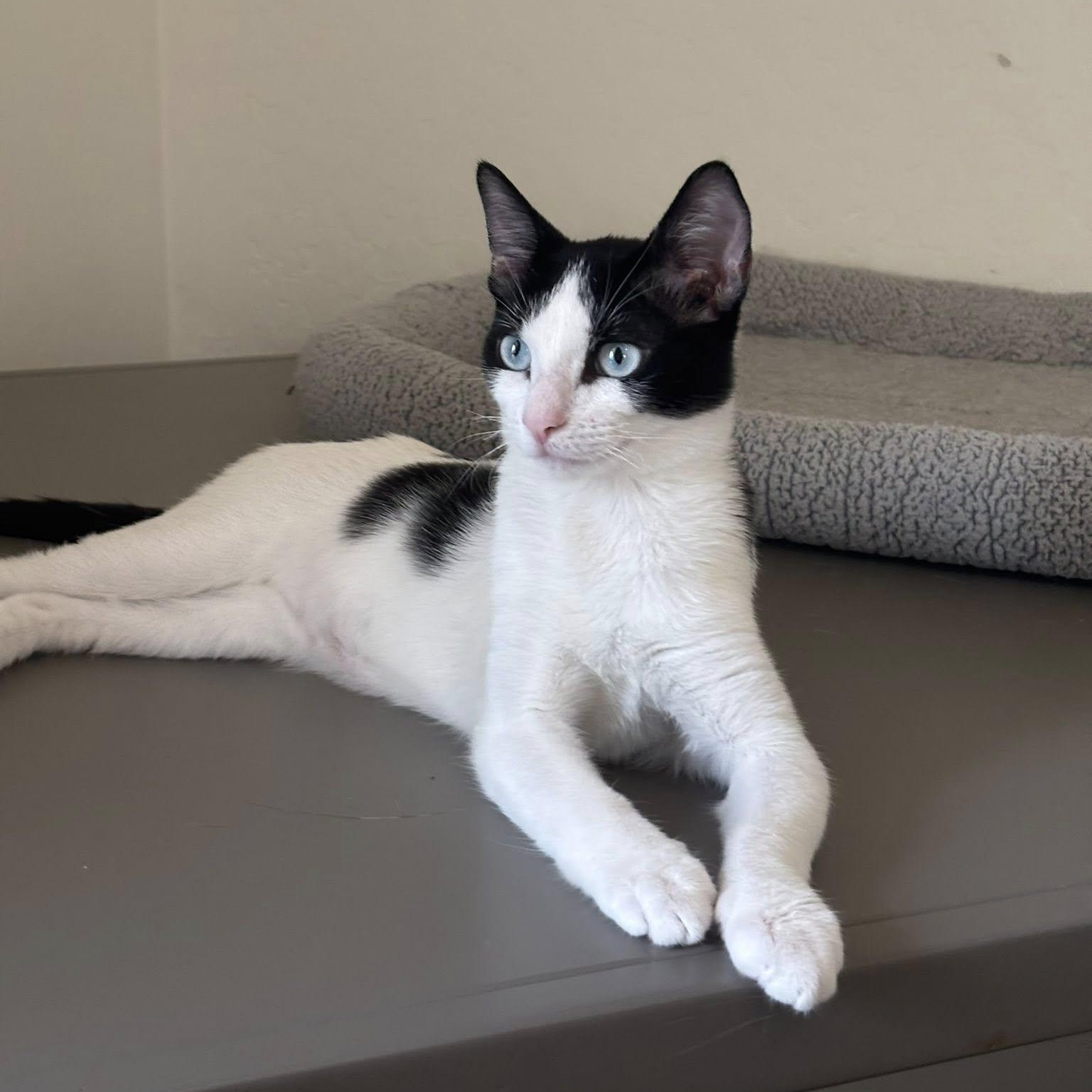 Oreo