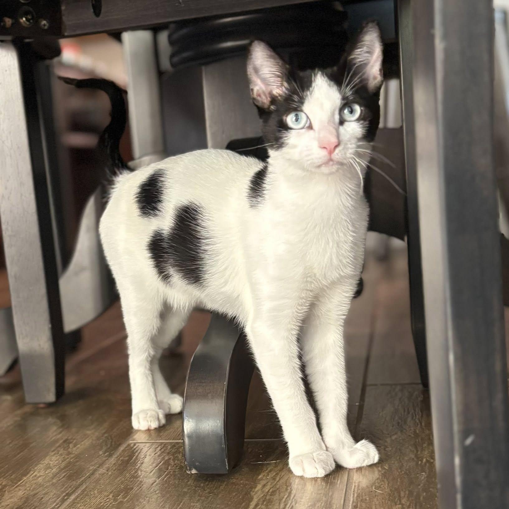 Oreo