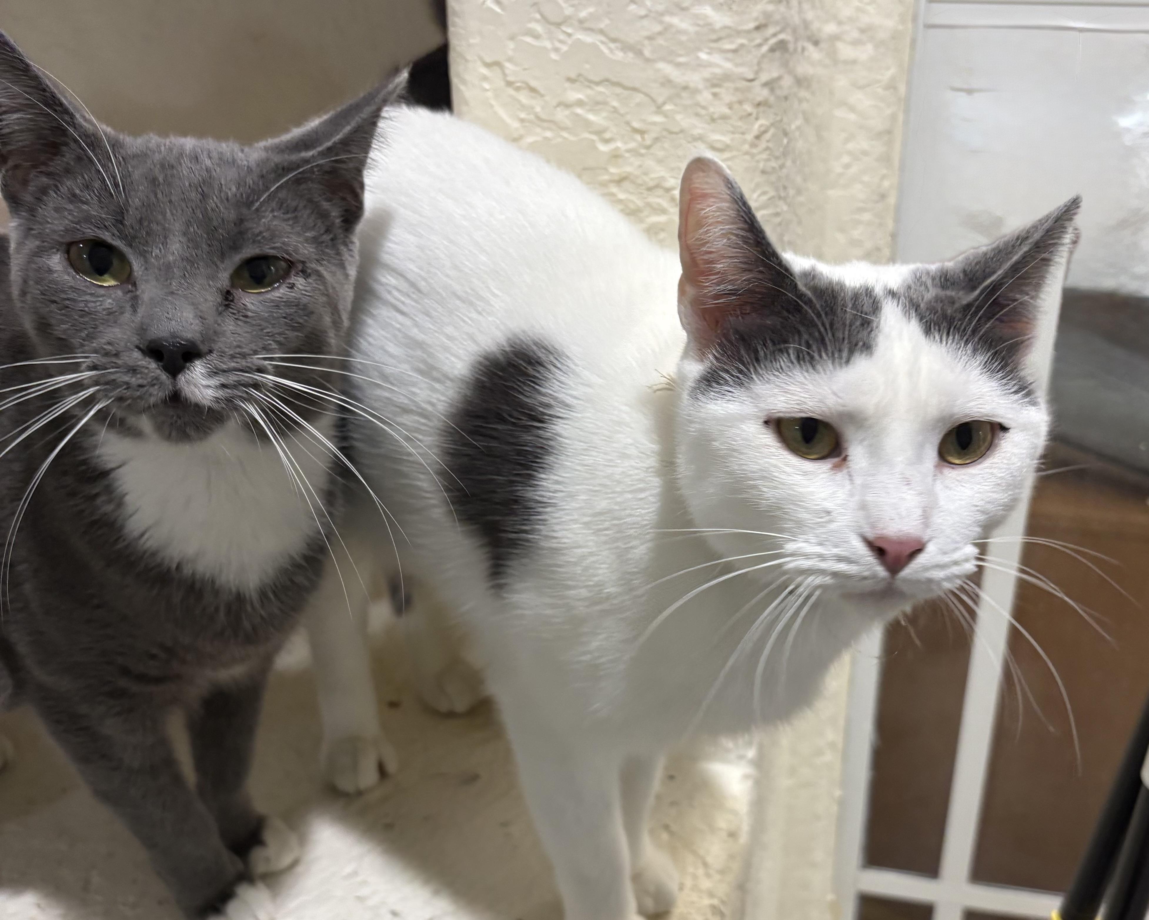 Enlarge Fleur, a Adoptable Domestic Short Hair in Palm City, FL image 1/3