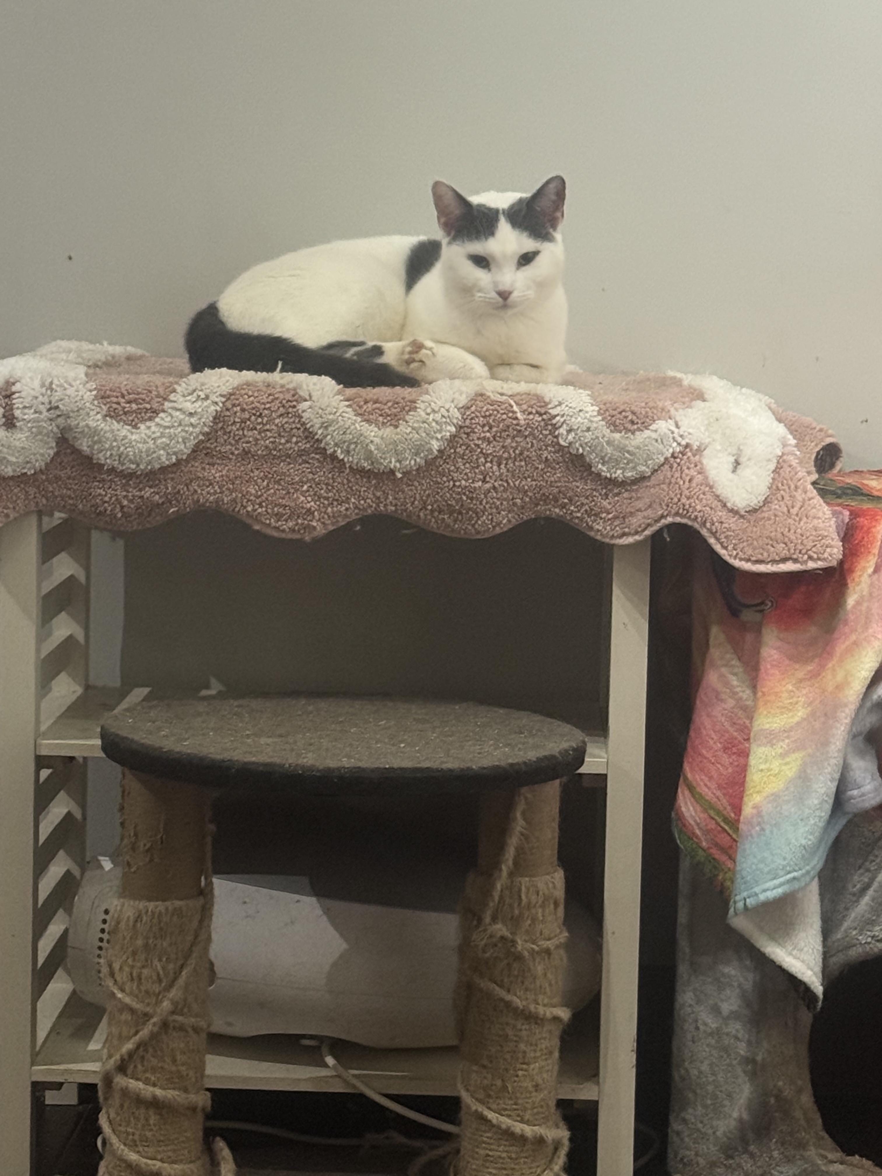 Enlarge Fleur, a Adoptable Domestic Short Hair in Palm City, FL image 2/3