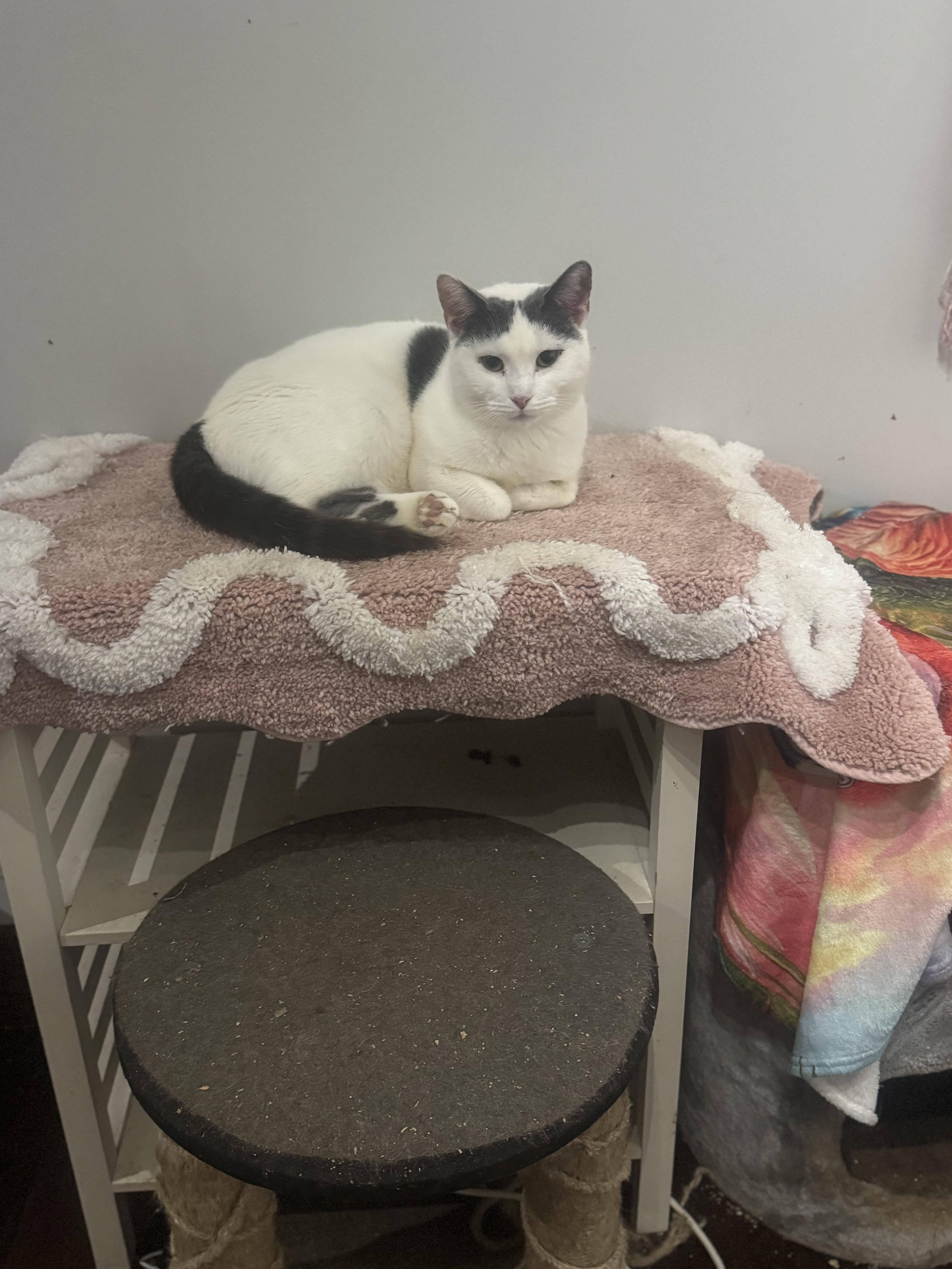 Enlarge Fleur, a Adoptable Domestic Short Hair in Palm City, FL image 3/3