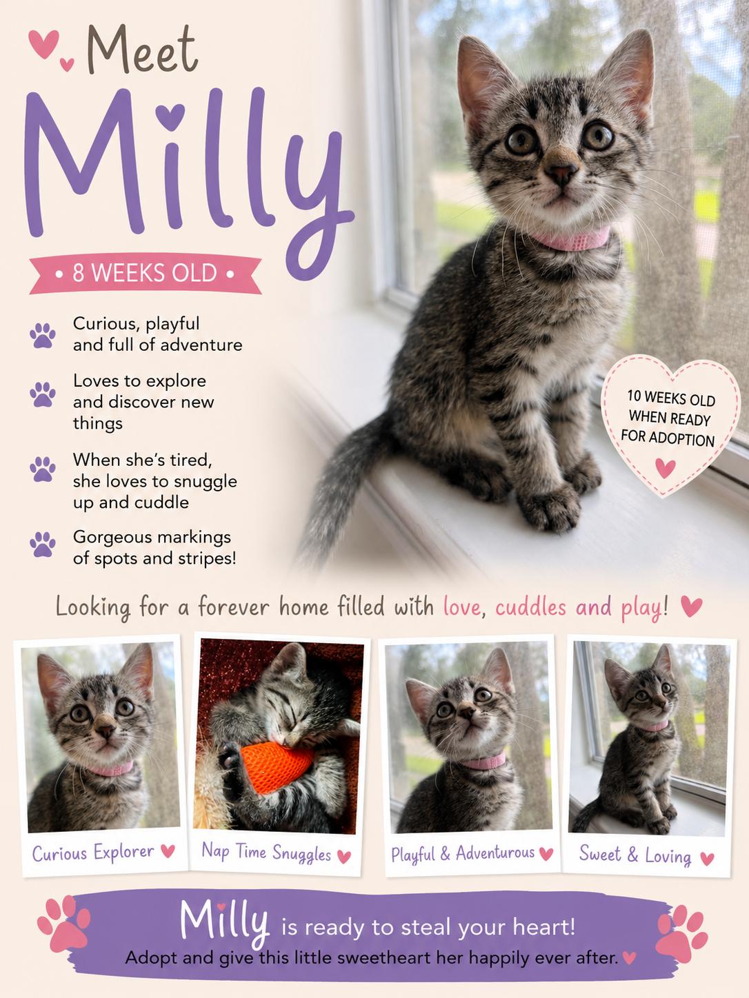 Milly, Adopted, Kitten Female Tabby & Domestic Short Hair.