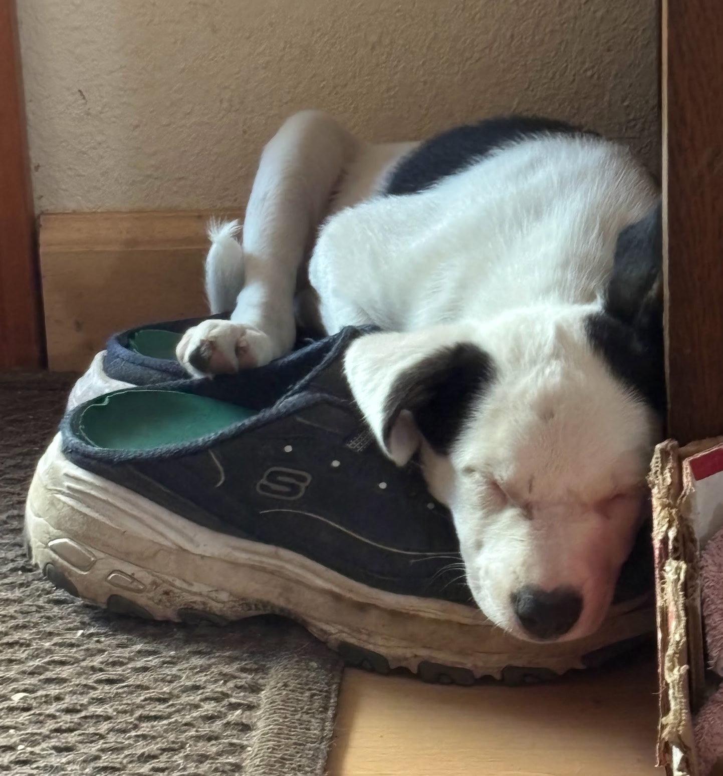 Oreo, Adopted, Puppy Female Pit Bull Terrier.