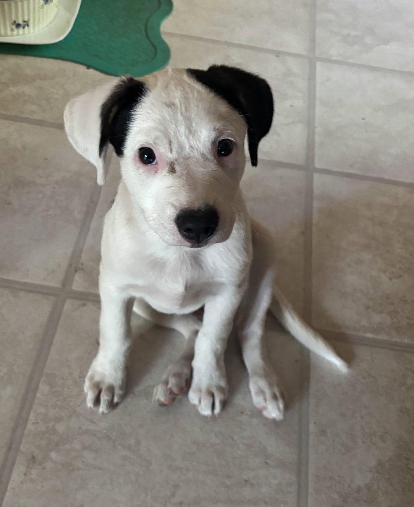 Oreo, a Adopted Pit Bull Terrier in Davis, CA image 3/3