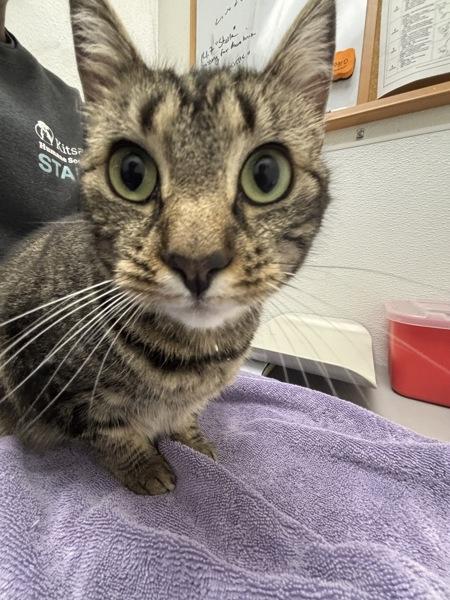 Lucielle - Bonded W/ Stellaris, Adoptable, Adult Female Domestic Short Hair.