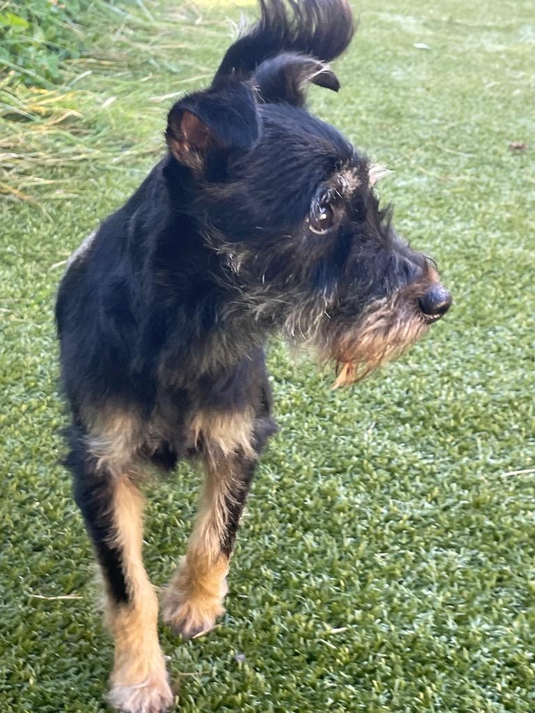 Enlarge Jet, a Adoptable Schnauzer in Eastsound, WA image 1/2
