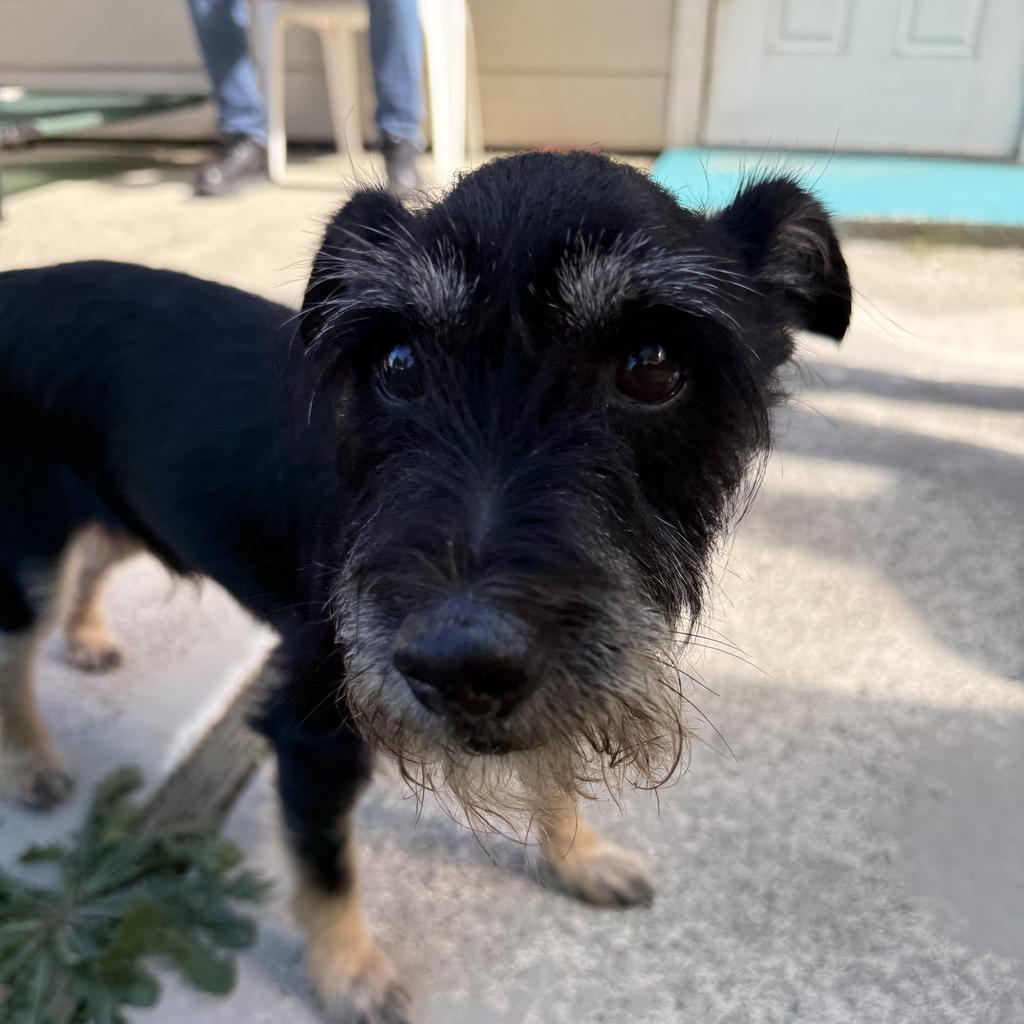 Enlarge Jet, a Adoptable Schnauzer in Eastsound, WA image 2/2