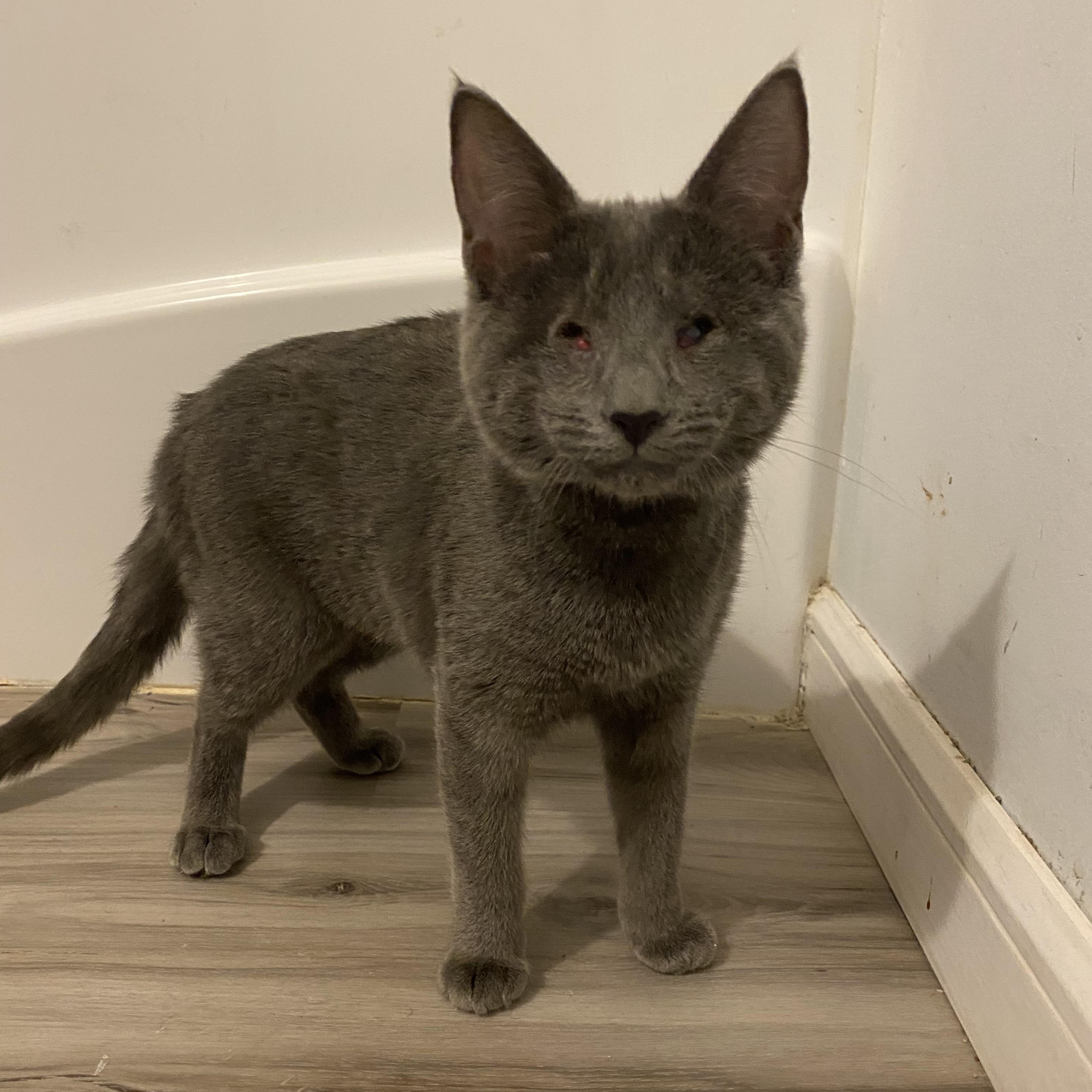 Buffy & Willow , ADOPTABLE, Kitten Female American Shorthair.