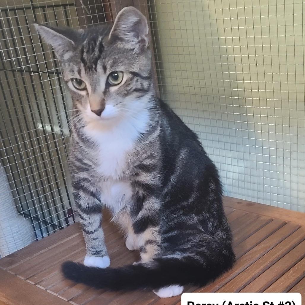 Percy (Arctic St Kitten 2), Adoptable, Kitten Male American Shorthair.