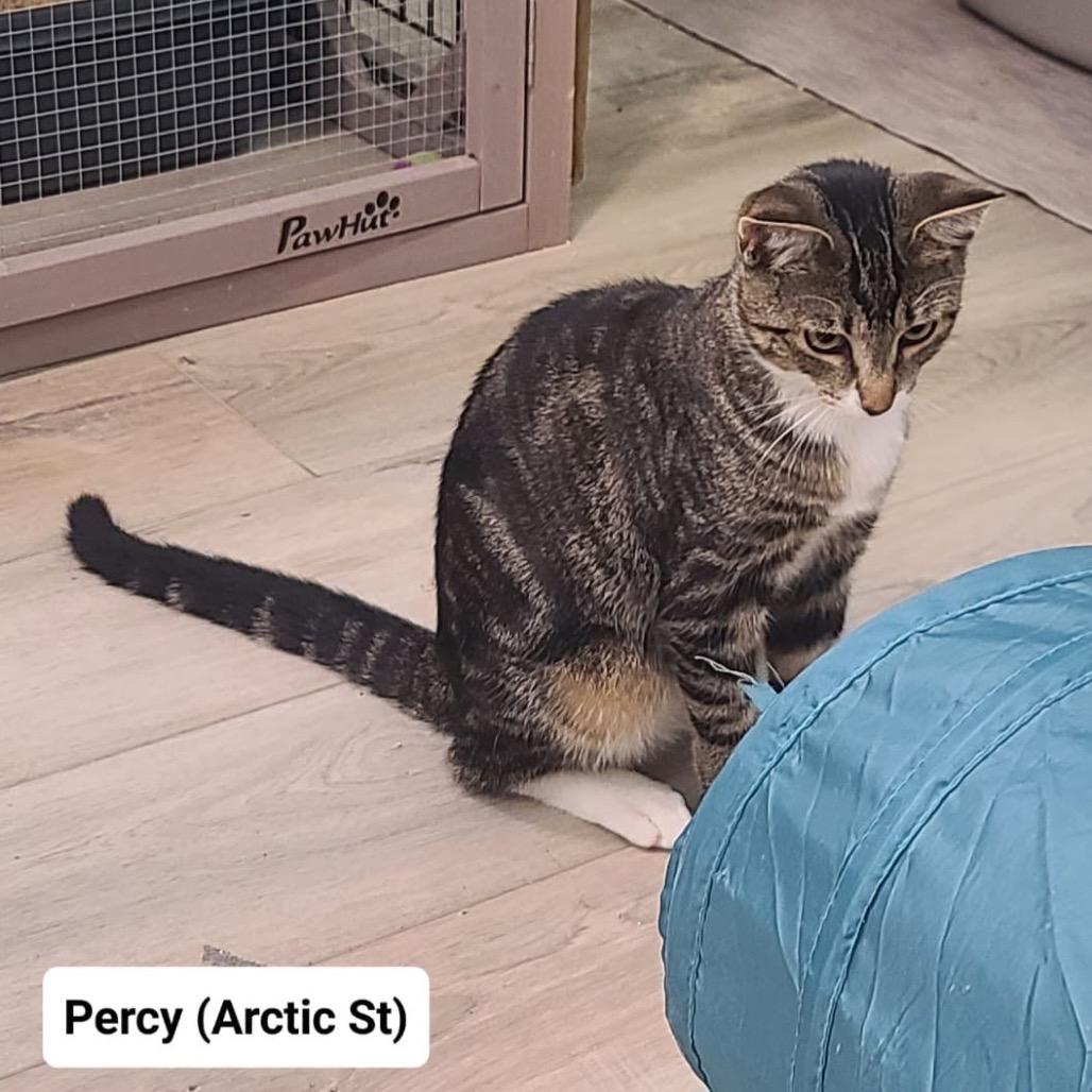 Enlarge Percy (Arctic St Kitten 2), a Adoptable American Shorthair in Westport, CT image 2/2